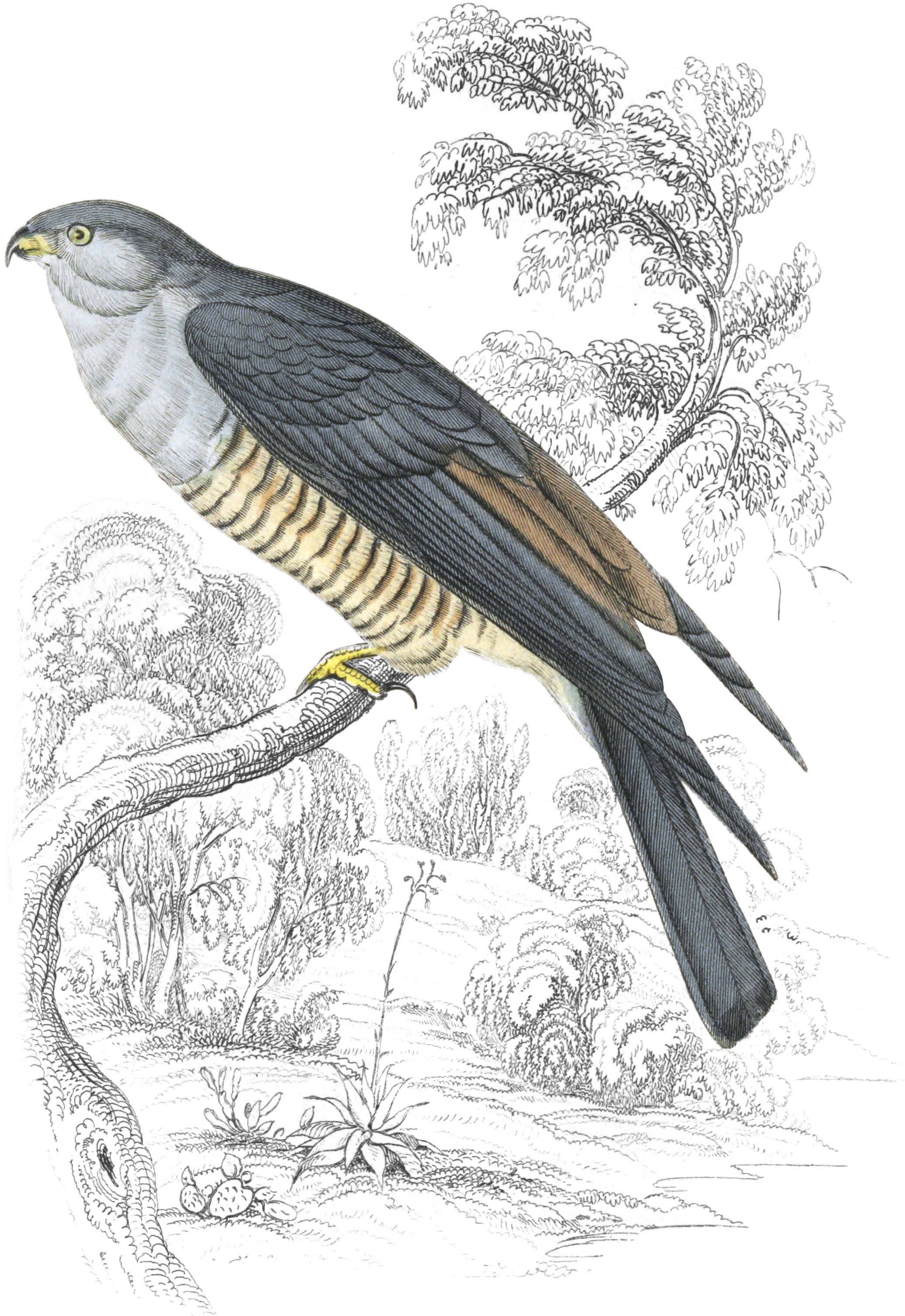 Cuckoo Falcon