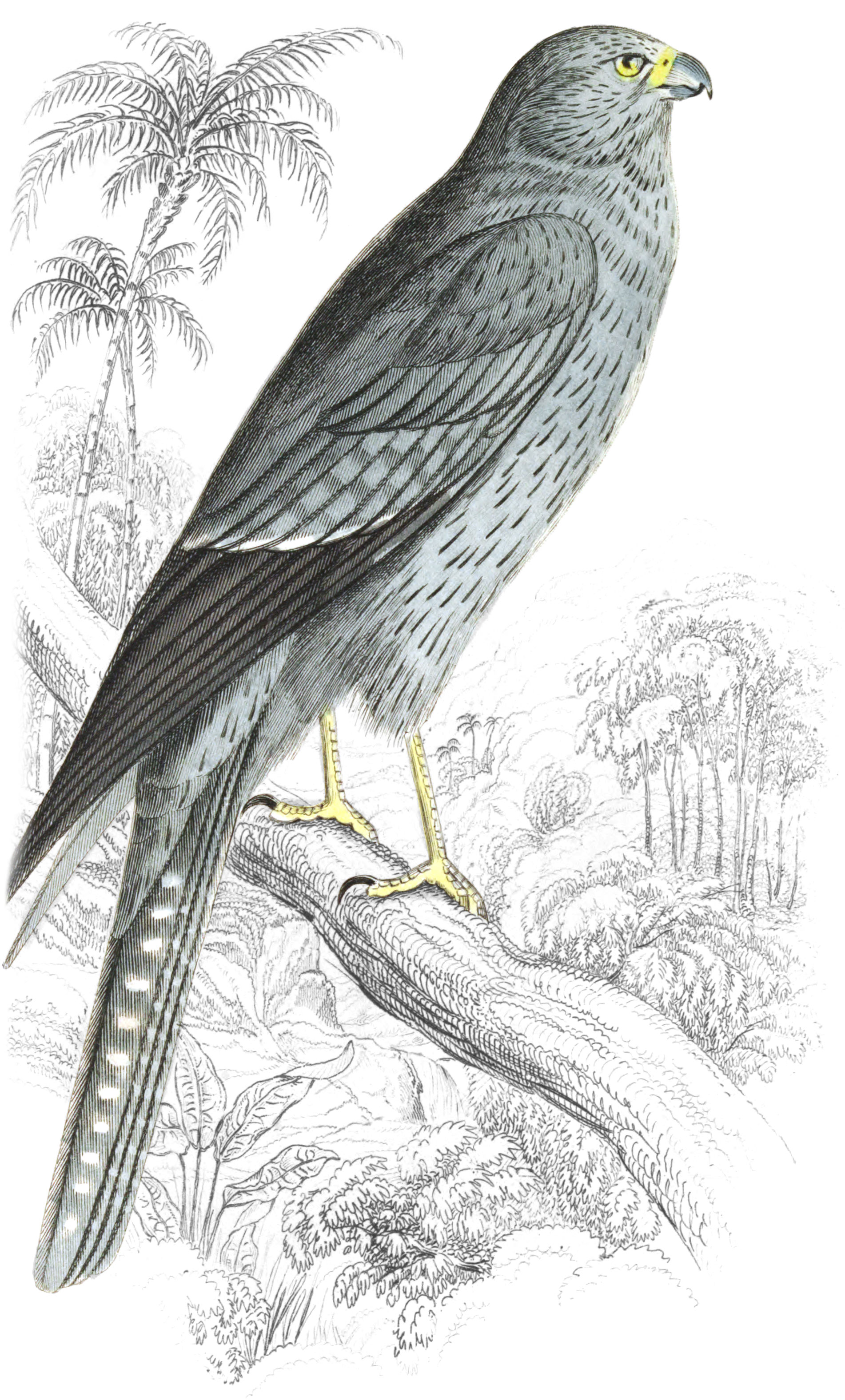 Grey Falcon