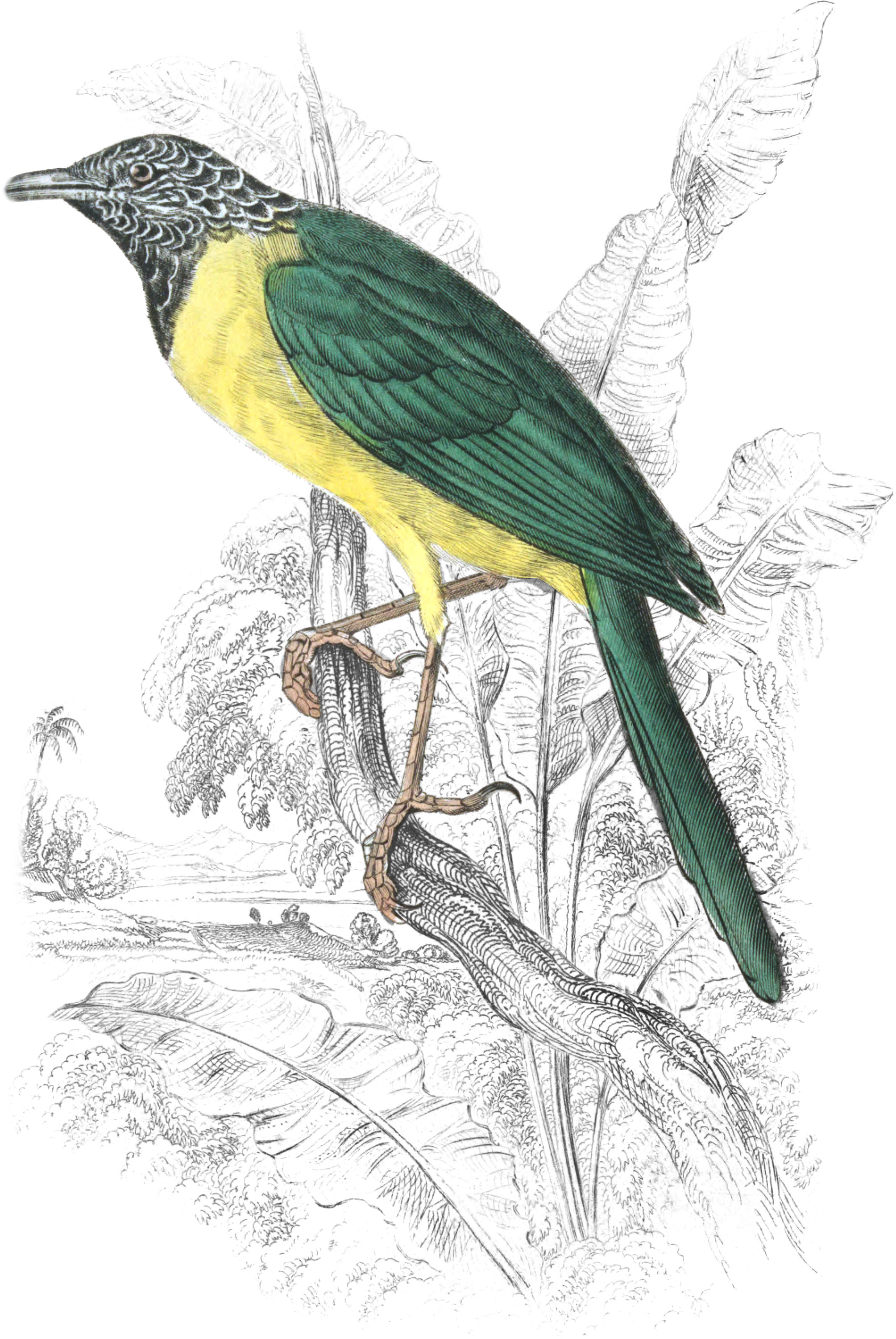 Oriole Babbler