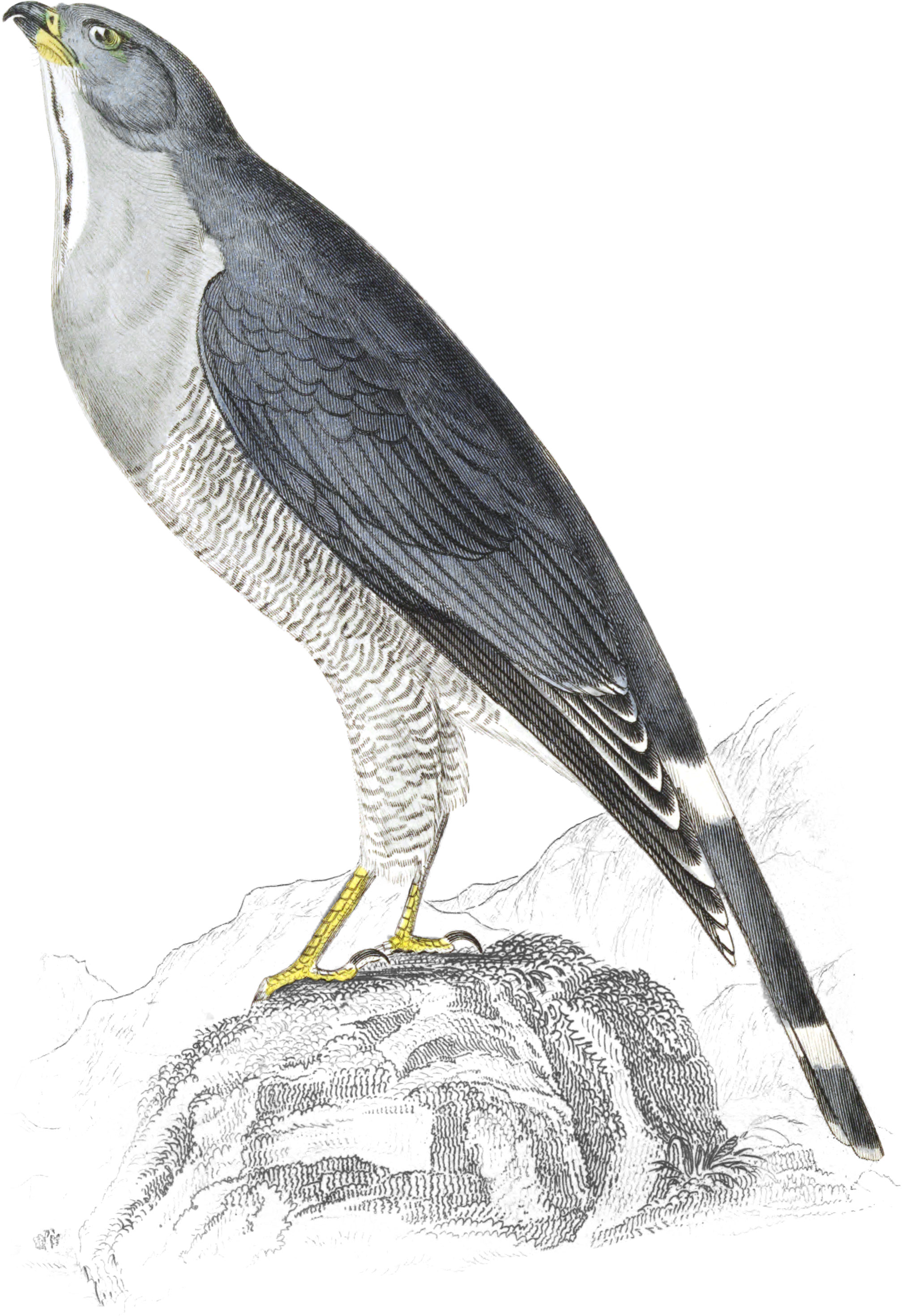 Black-Chinned Goshaw