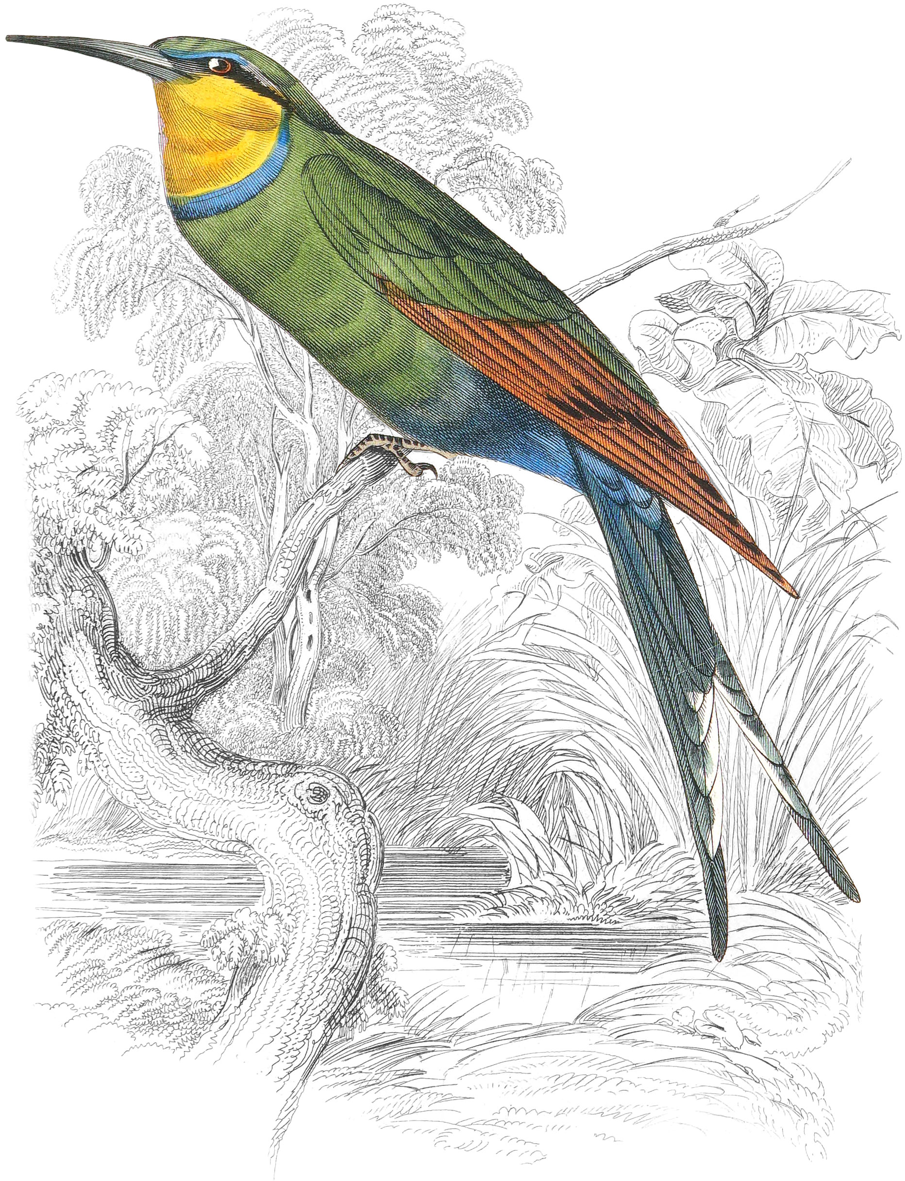 Fork-Tailed, Blue Vented Red Bee-Eater