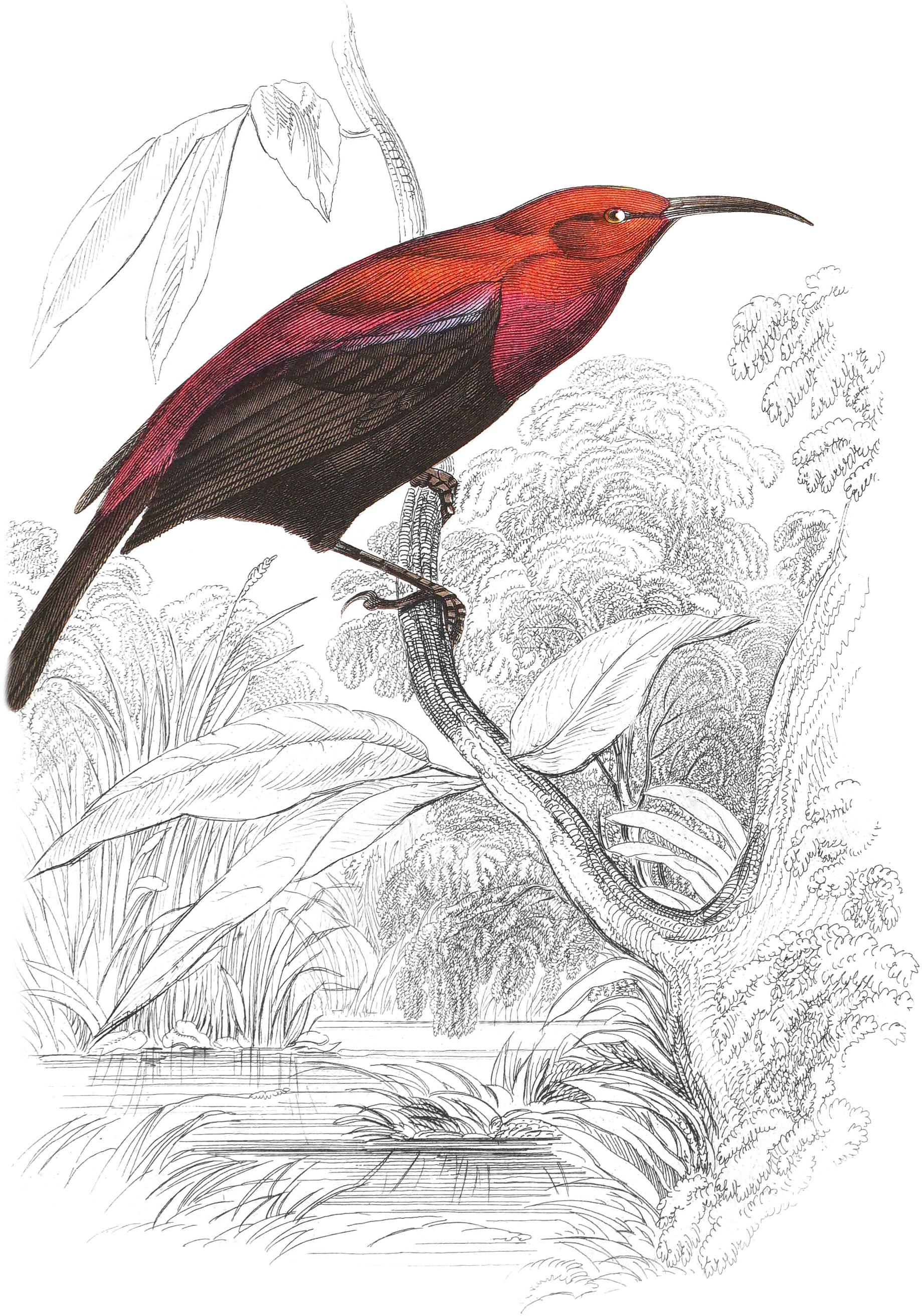 Fire-Backed Sunbird