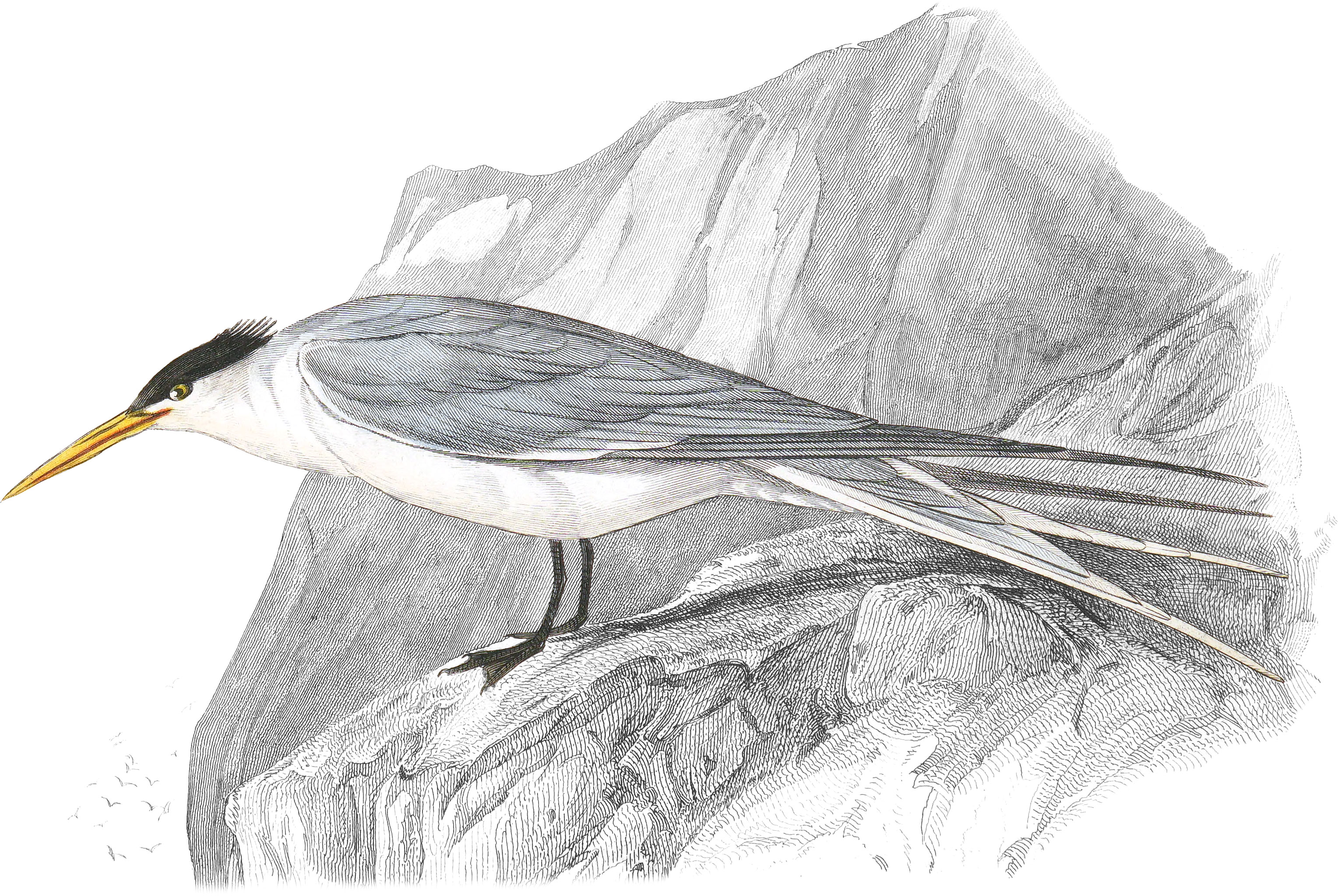 Crested Tern