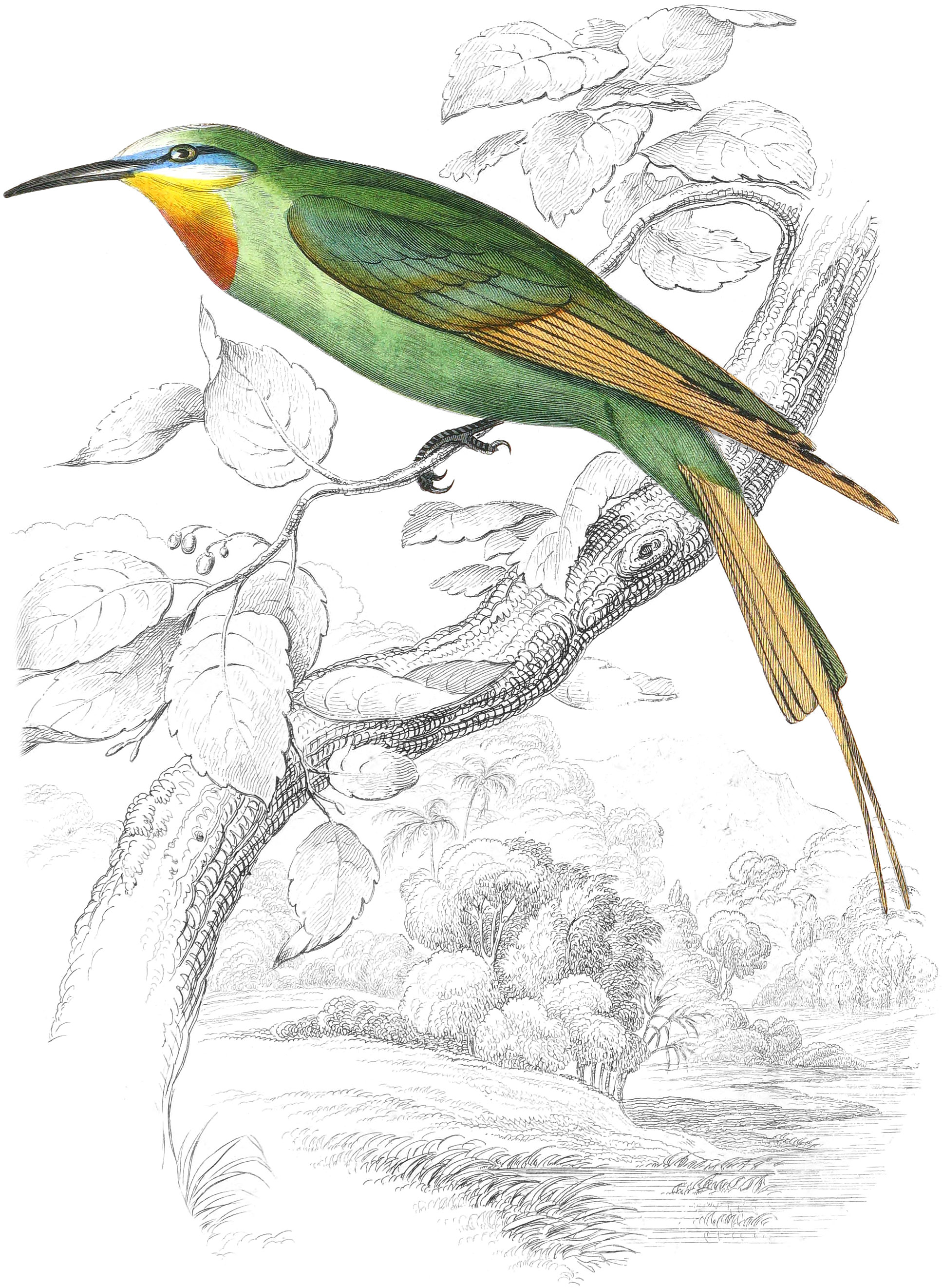 Blue-Cheeked Bee-Eater
