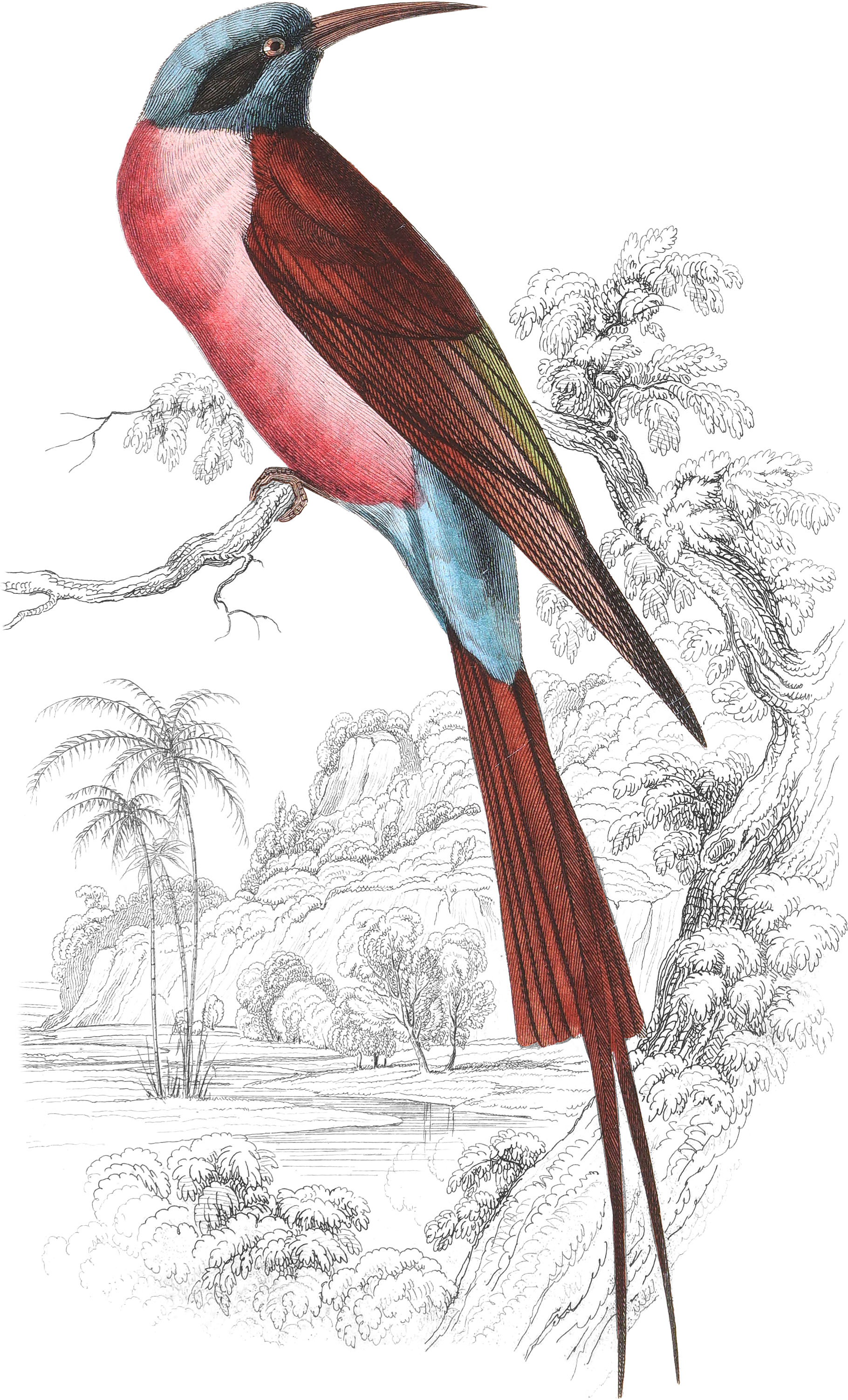 Blue-Headed, or Red Bee-Eater