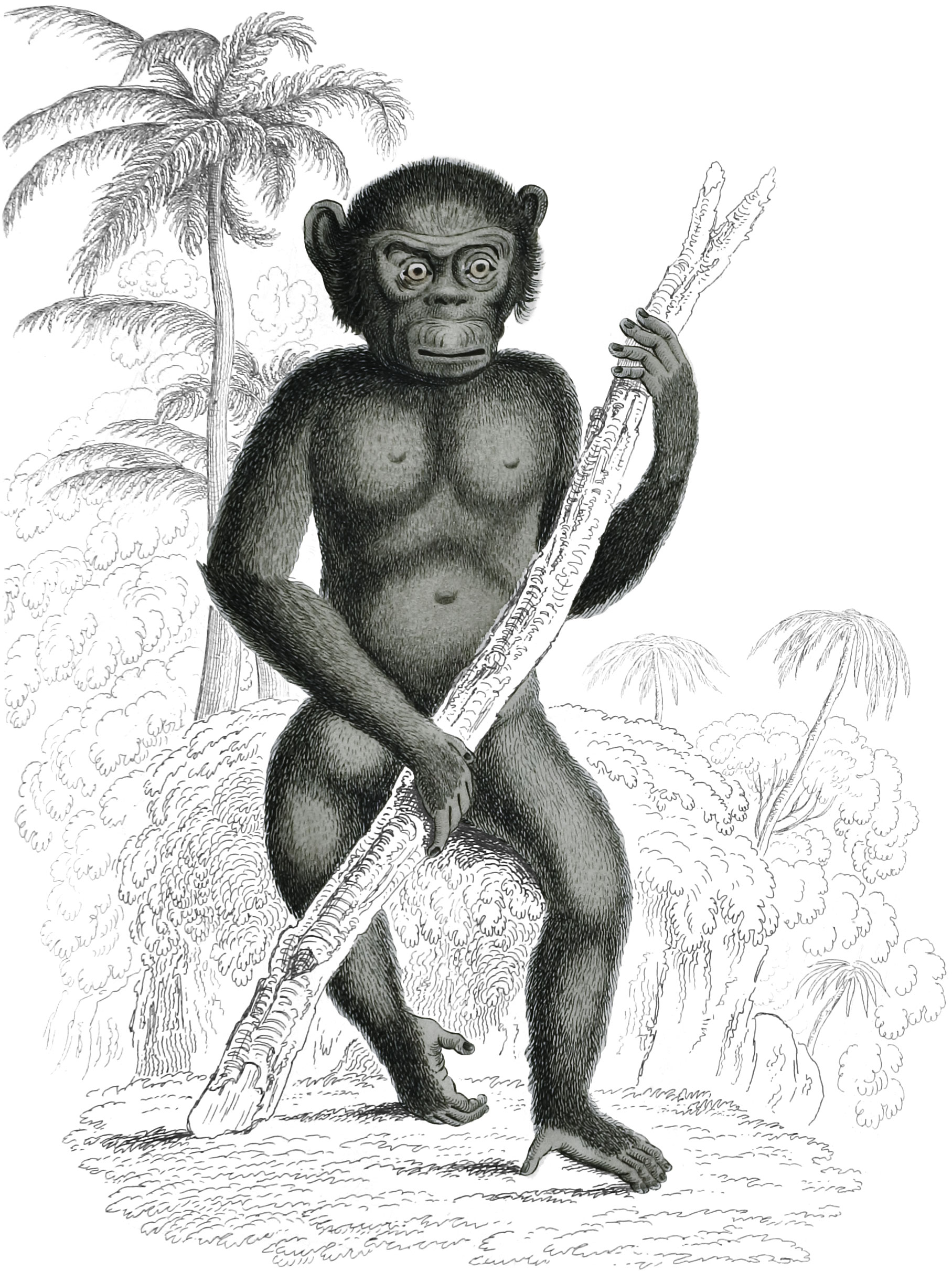 Black Orang