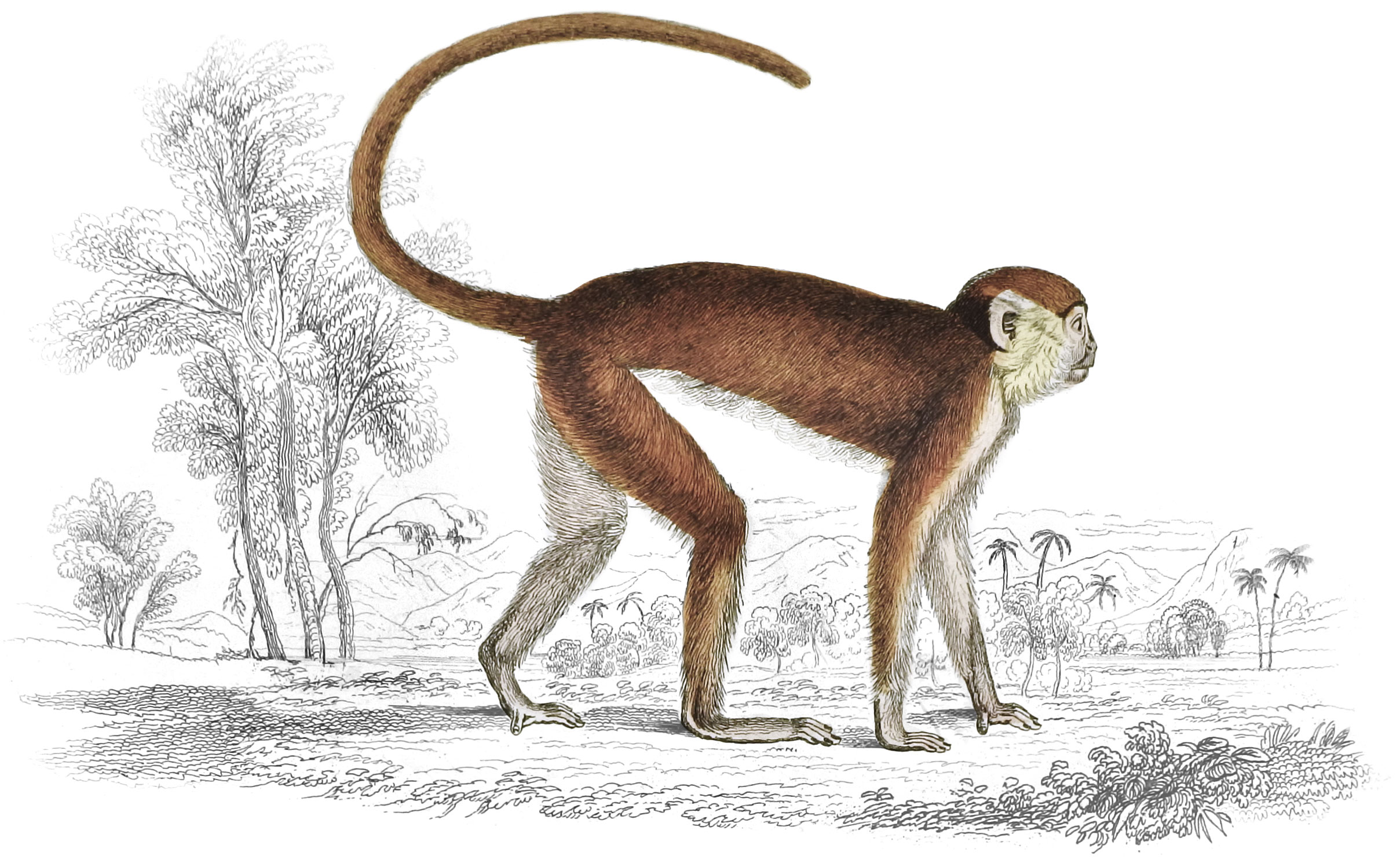Red Monkey