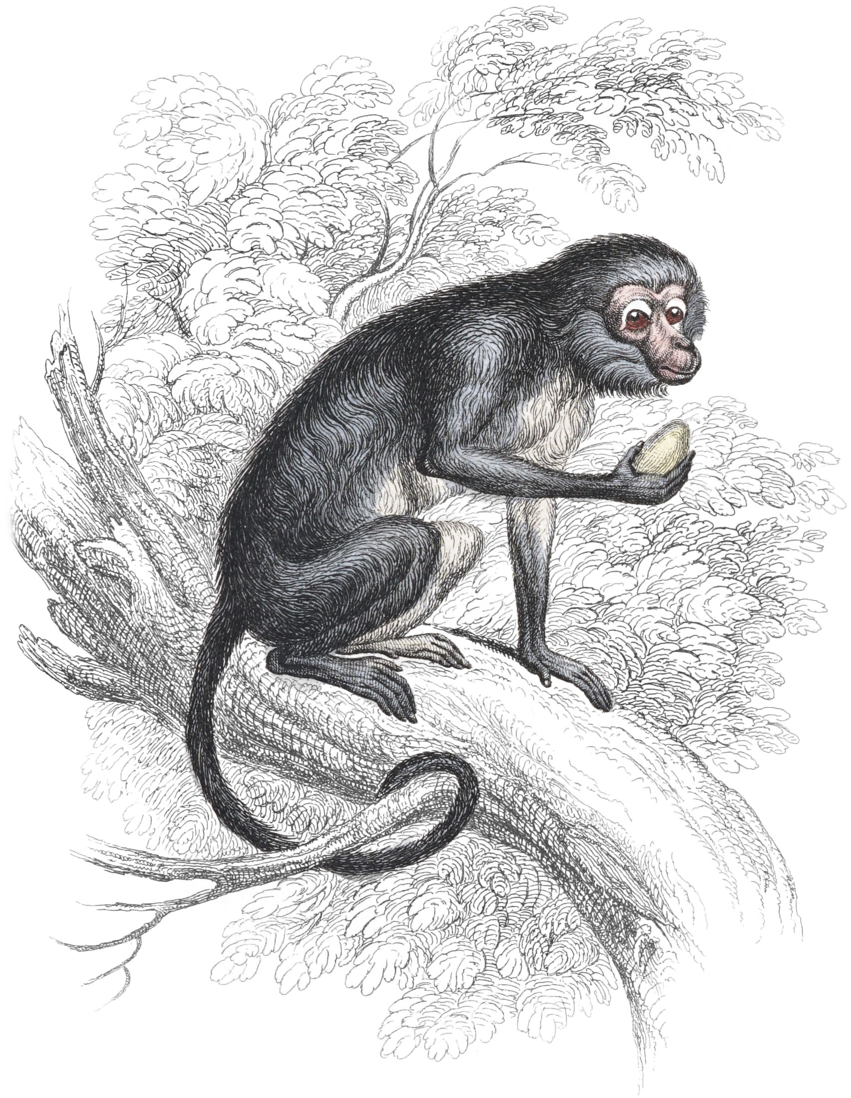 Mangabey or White Eyelid Monkey