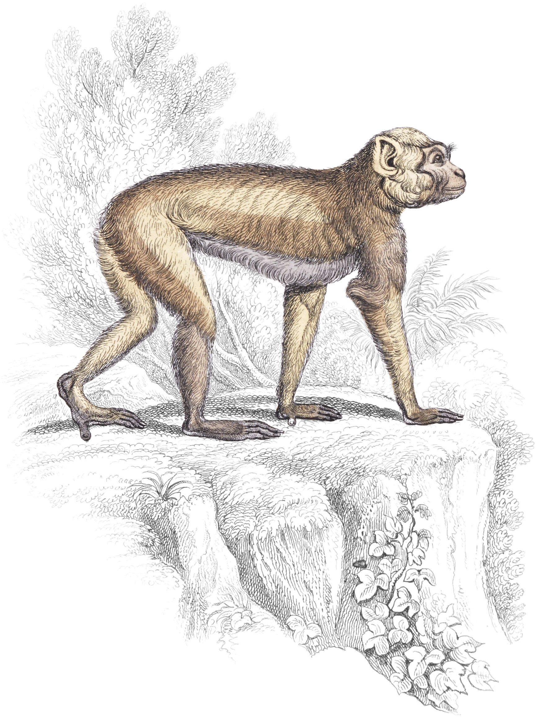 Barbary Ape