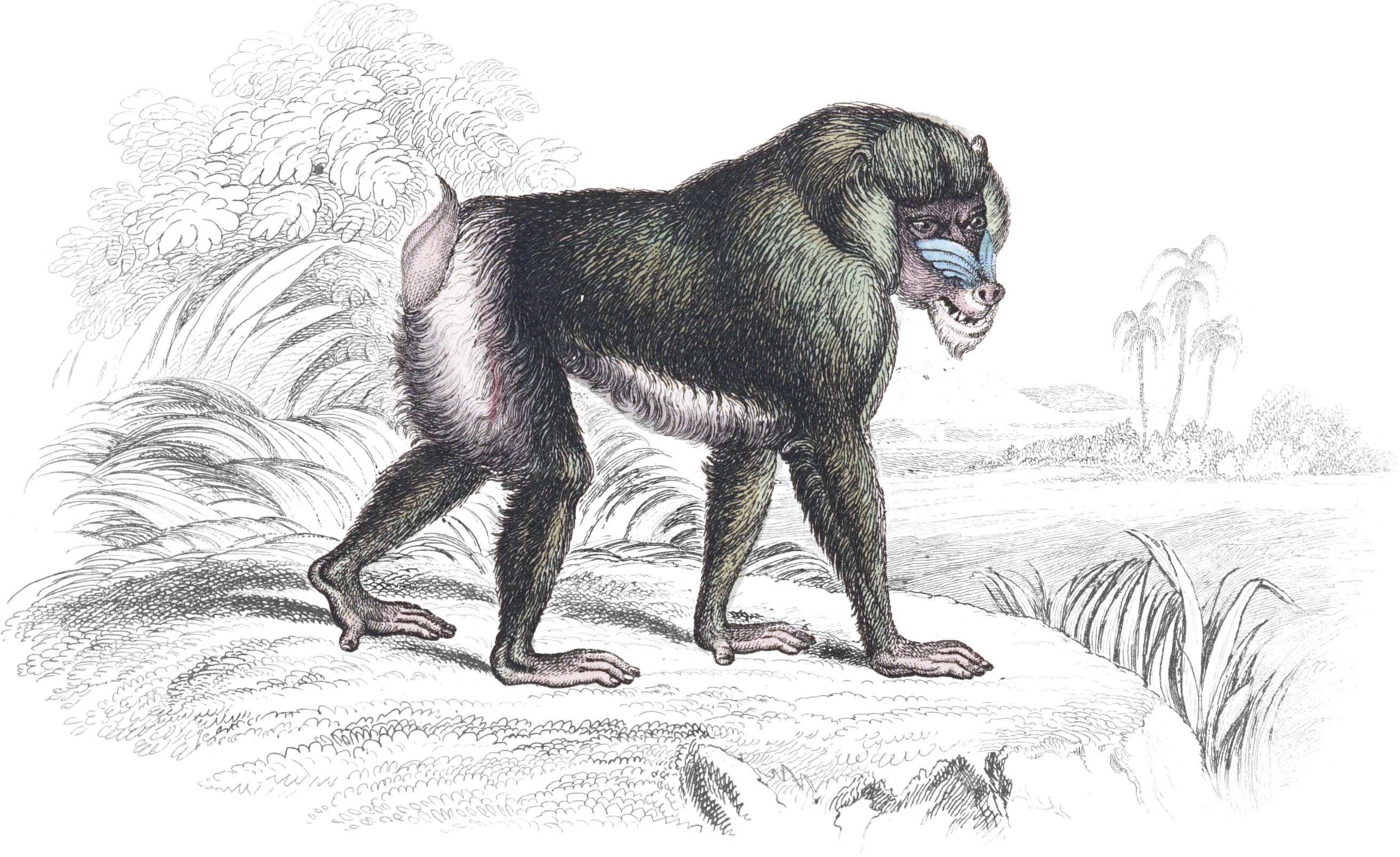 Mandril or Rib-Nose Baboon