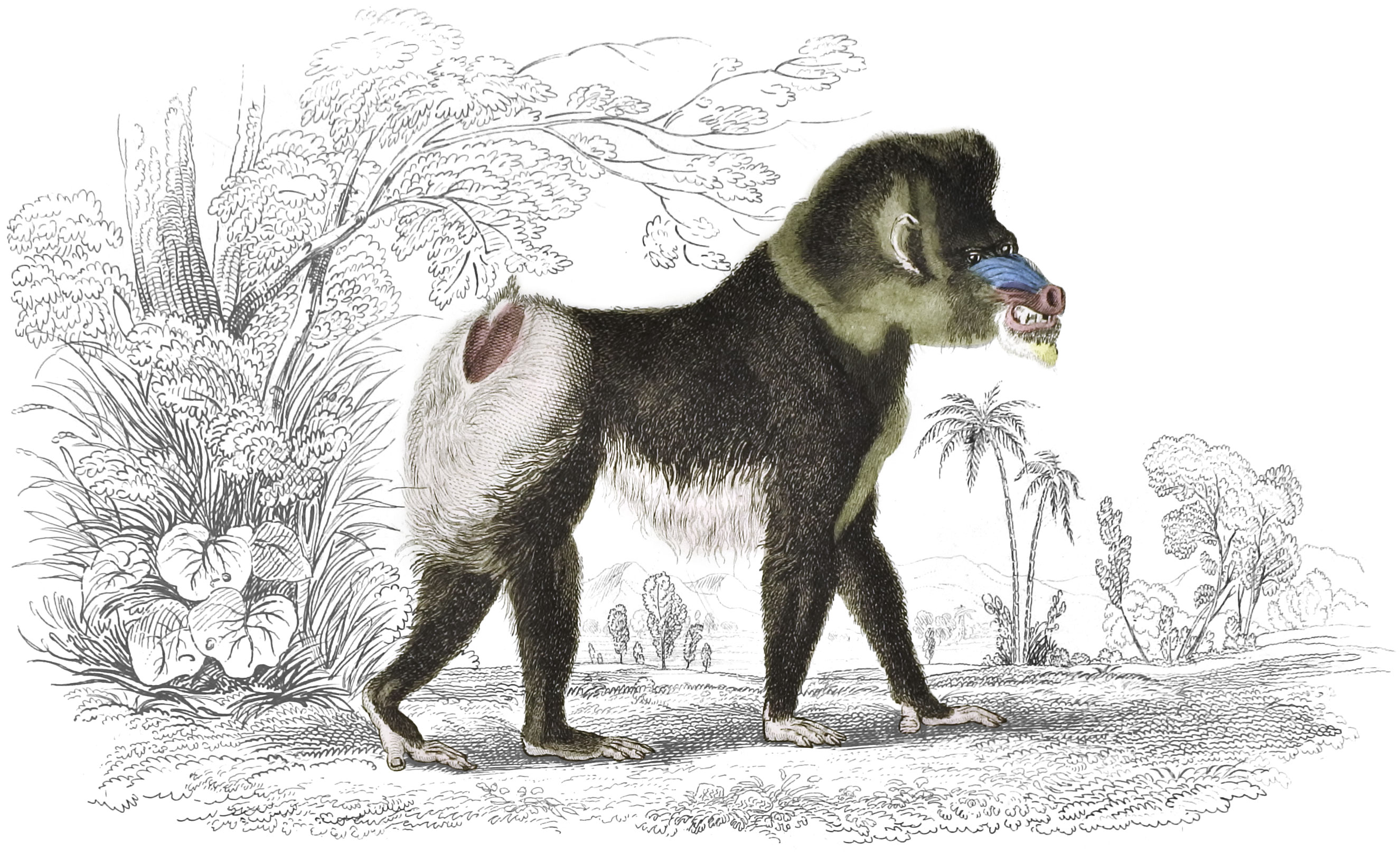 Mandril or Rib-Nose Baboon