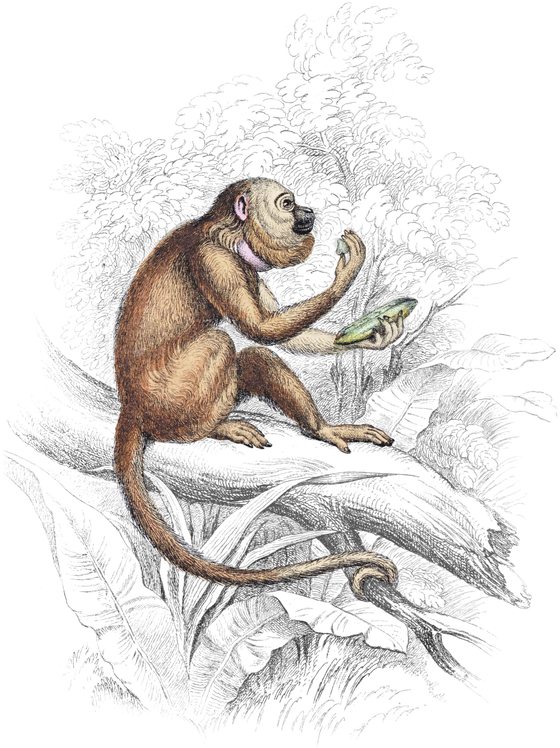 Araguato