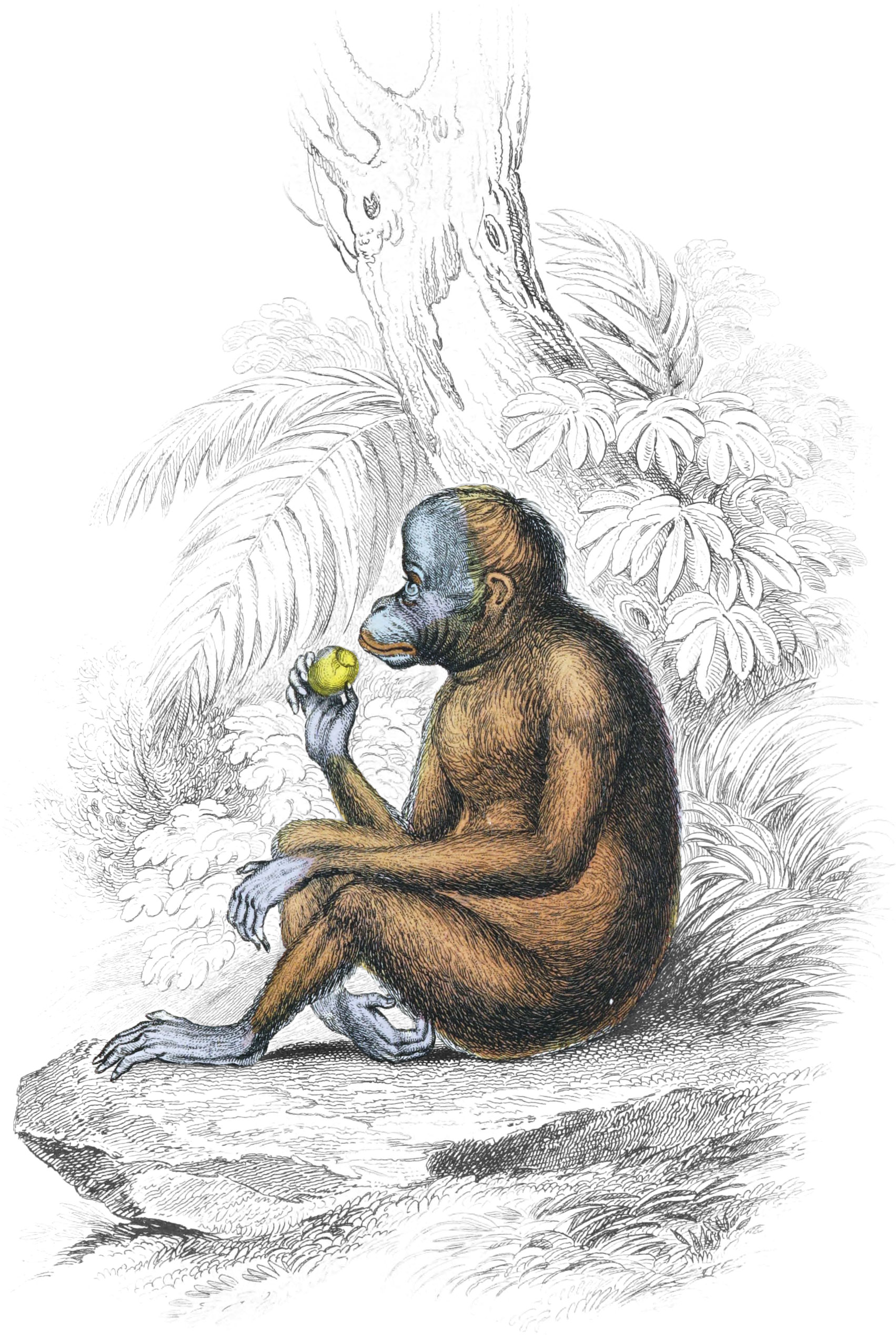 Red or Asiatic Orang-Outang (Side View)