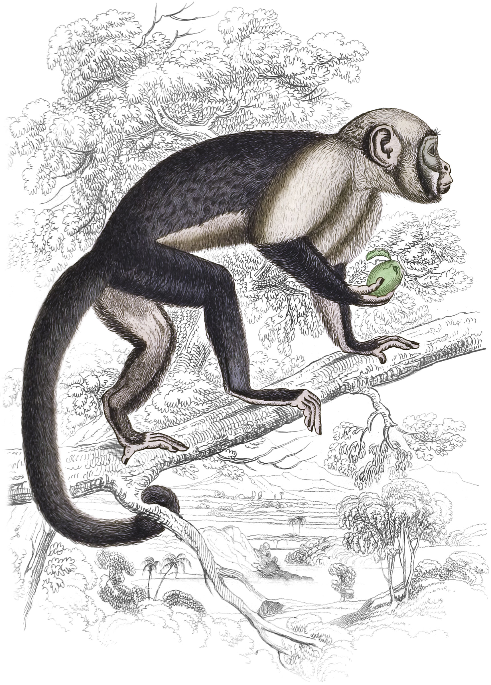 Large-Headed Sapajou