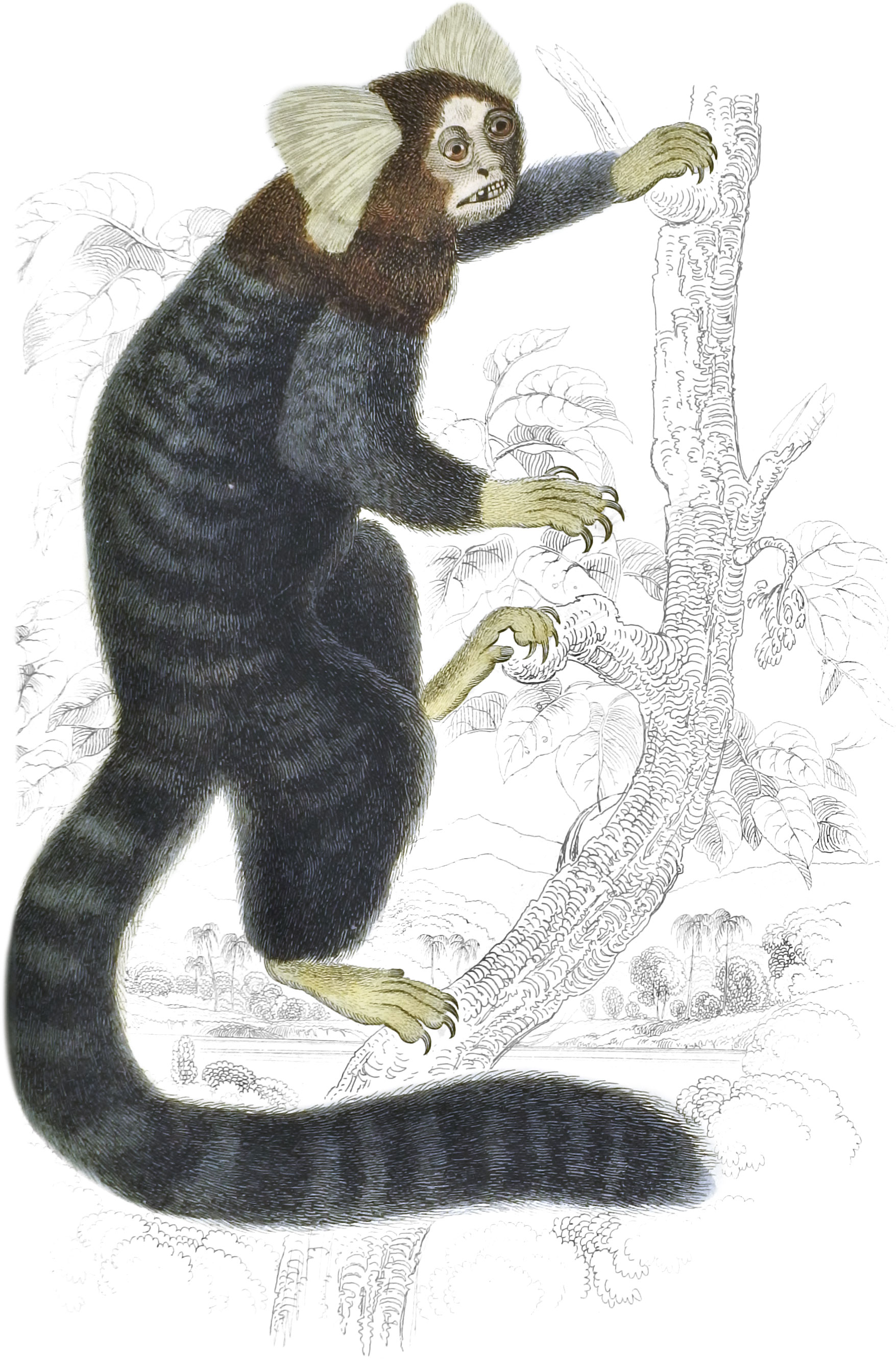 Striated Monkey