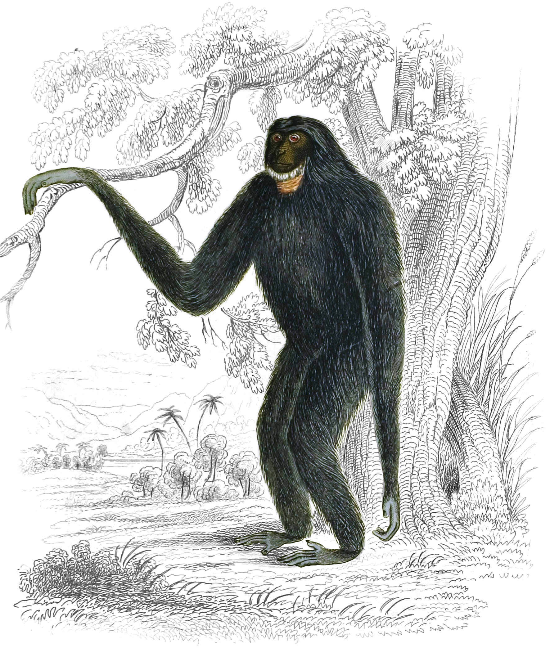 Siamang