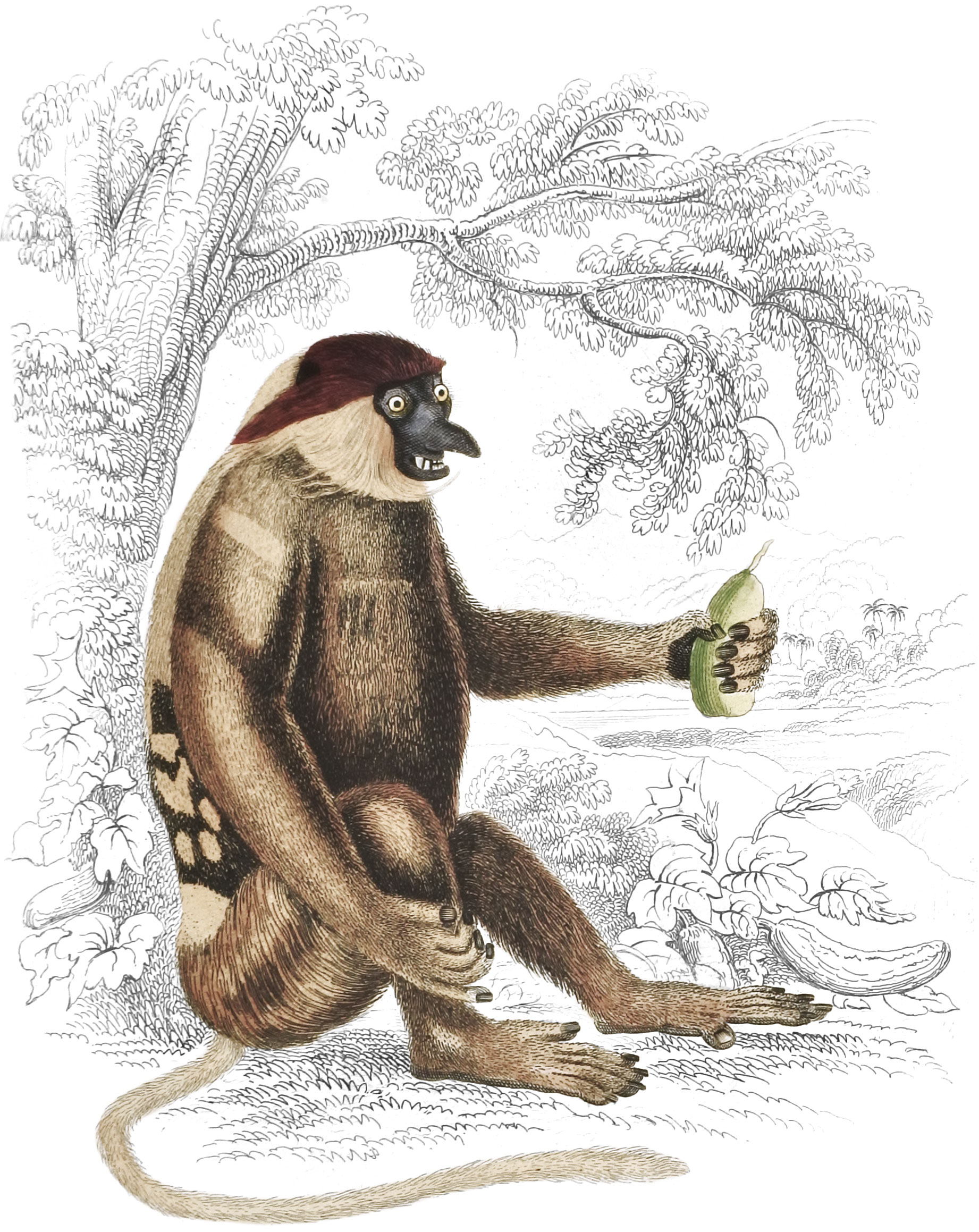 Kahau or Proboscis Monkey