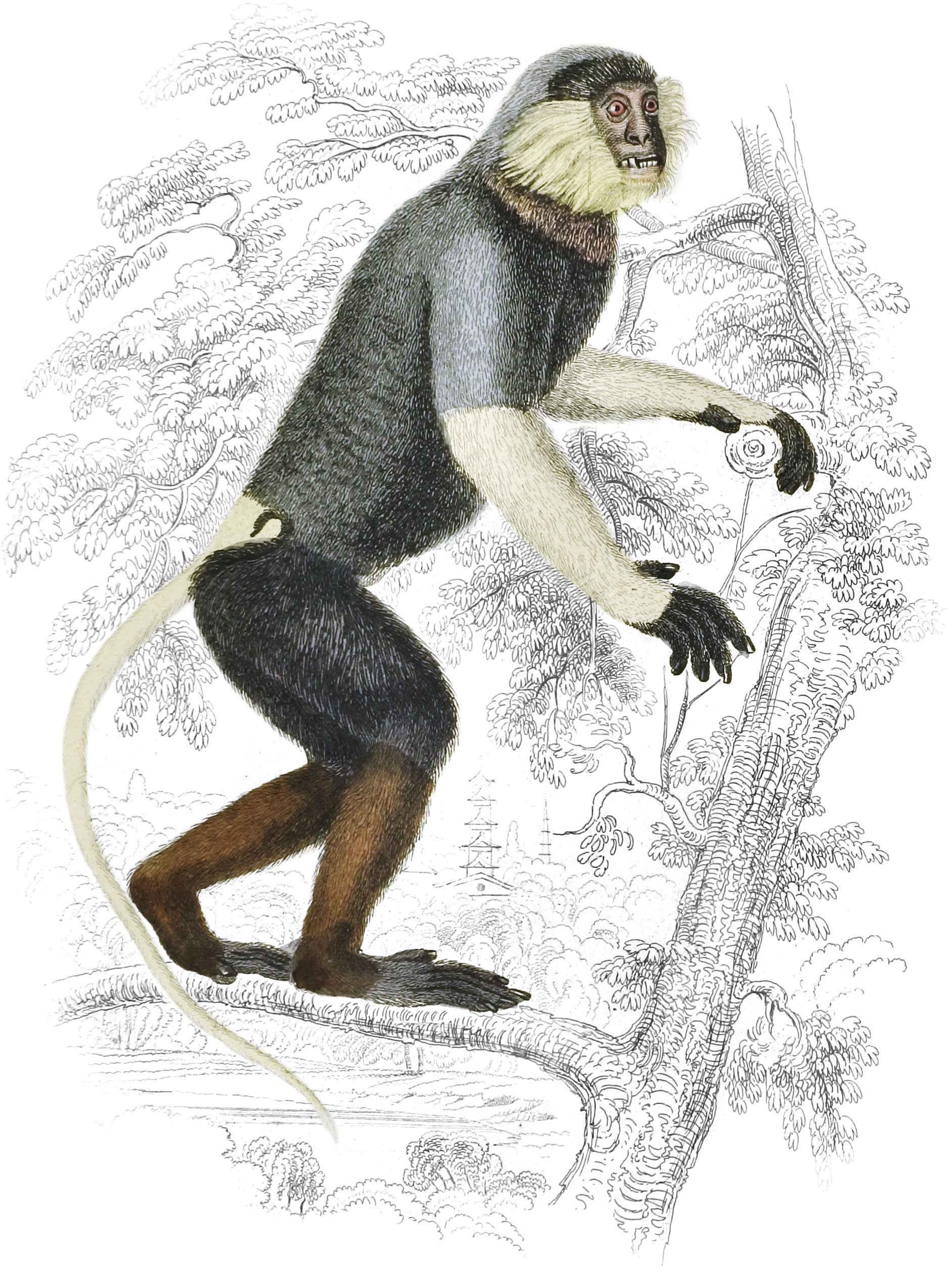 Douc or Cochin-China Monkey