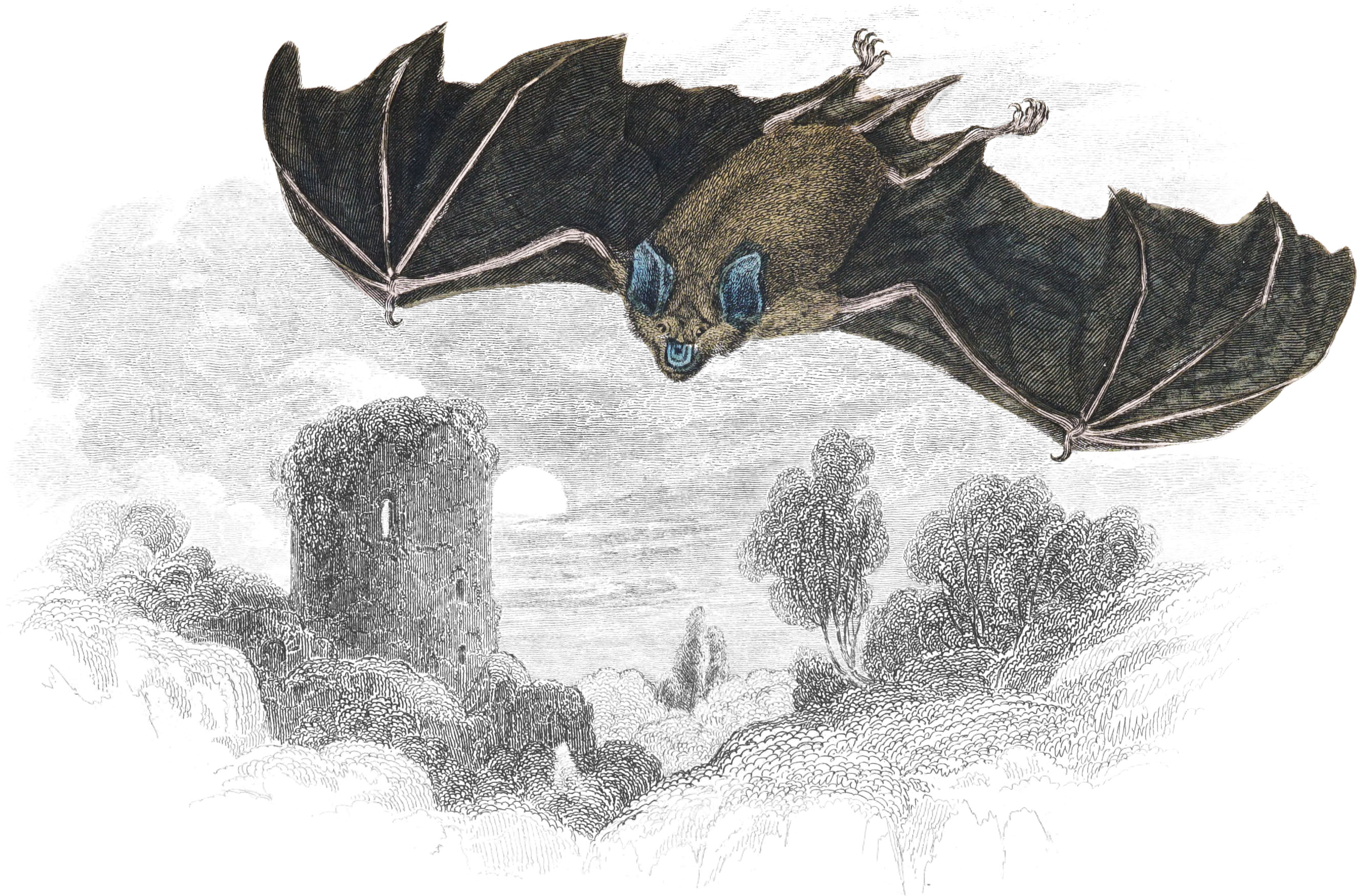 Greater Horse-Shoe Bat