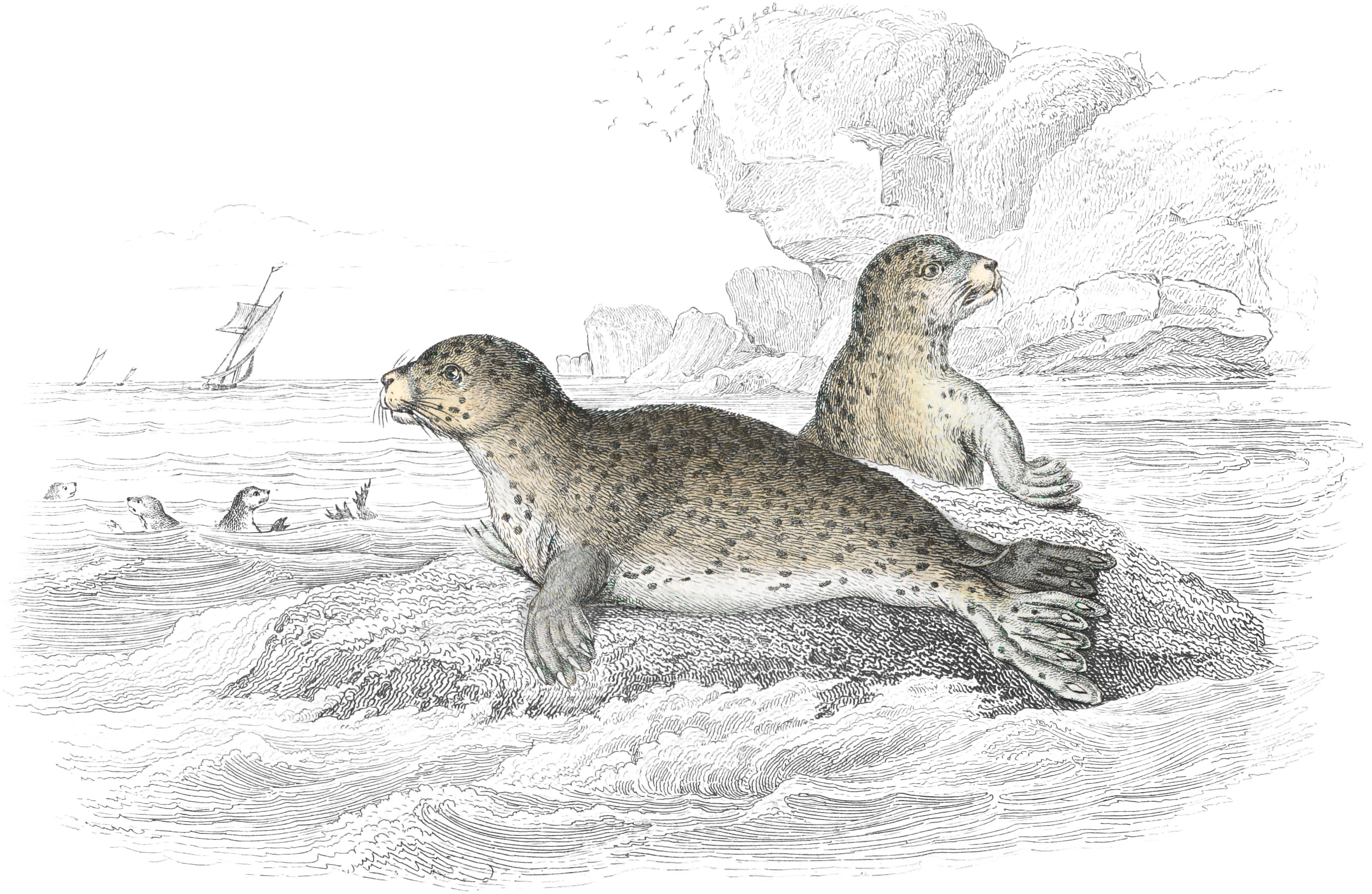Common Seal