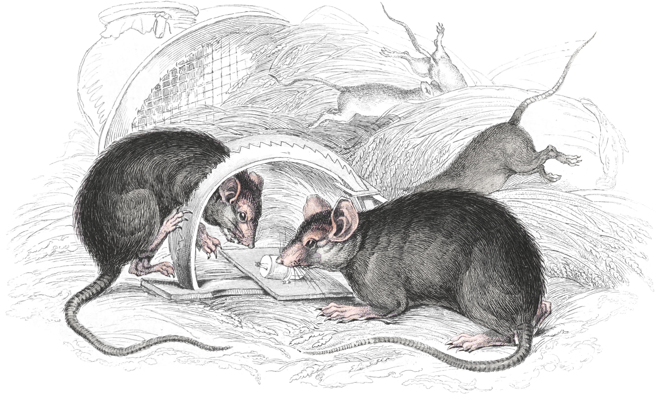 Black Rat