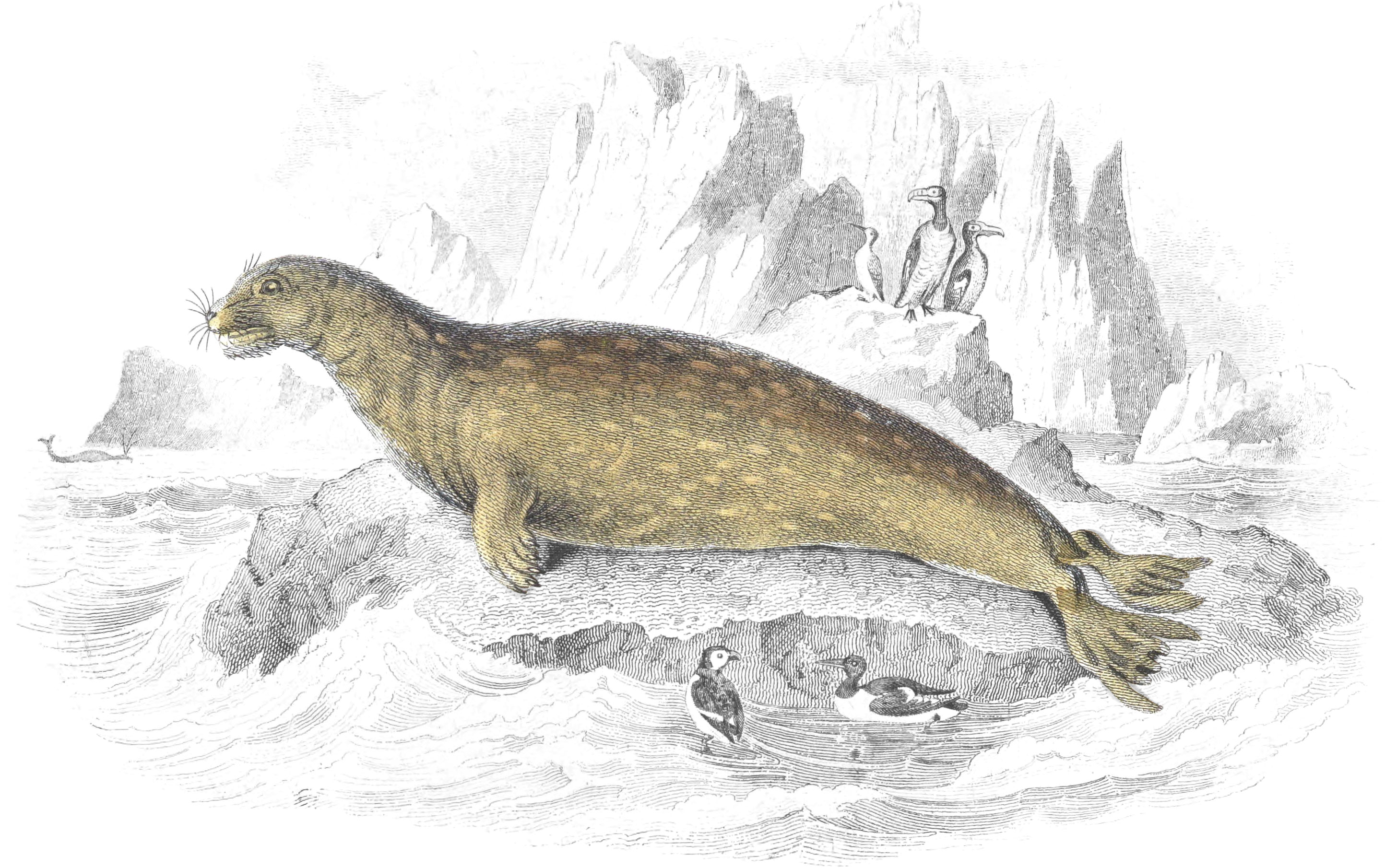 Leopard Seal