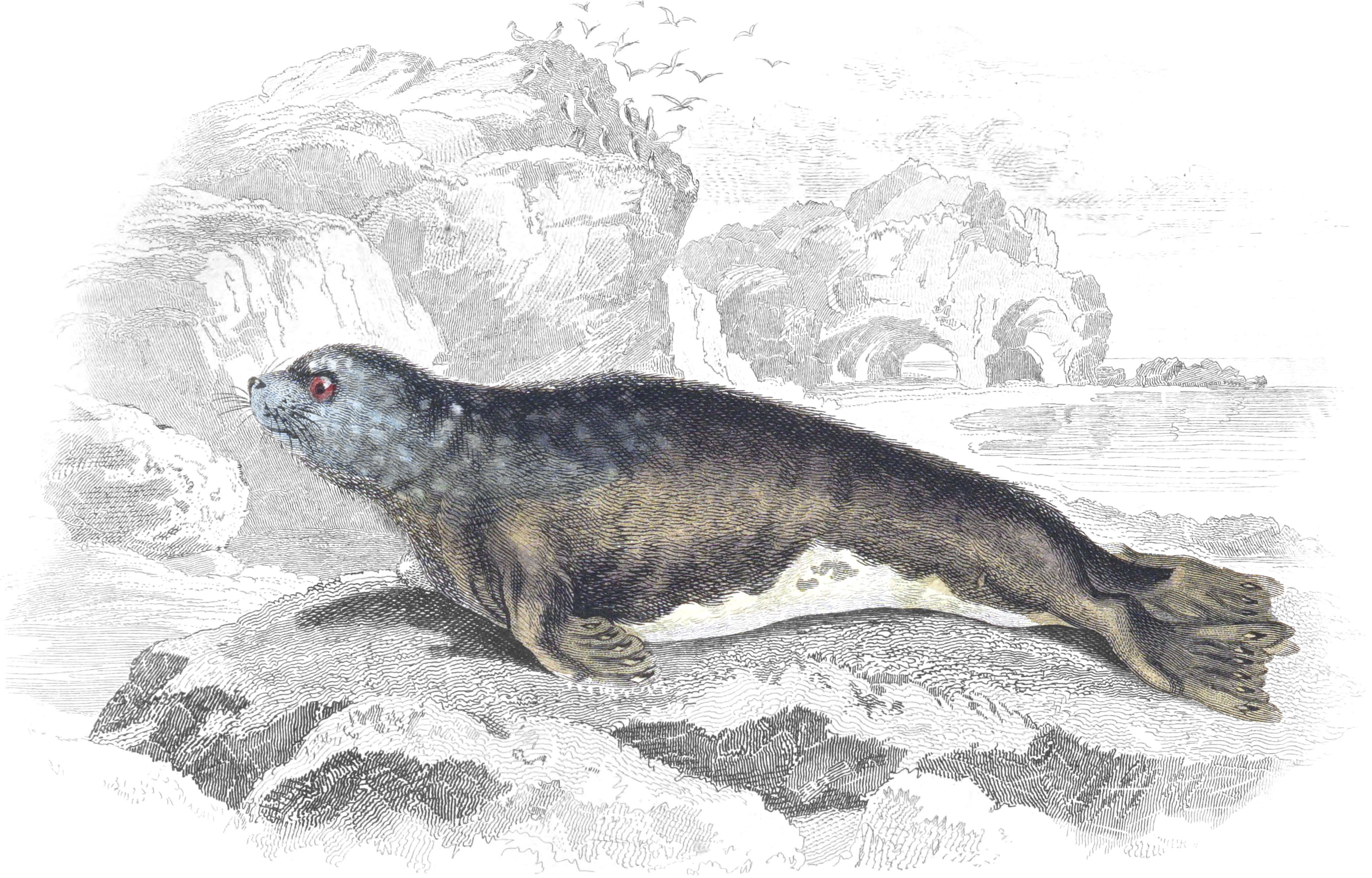 Monk Seal