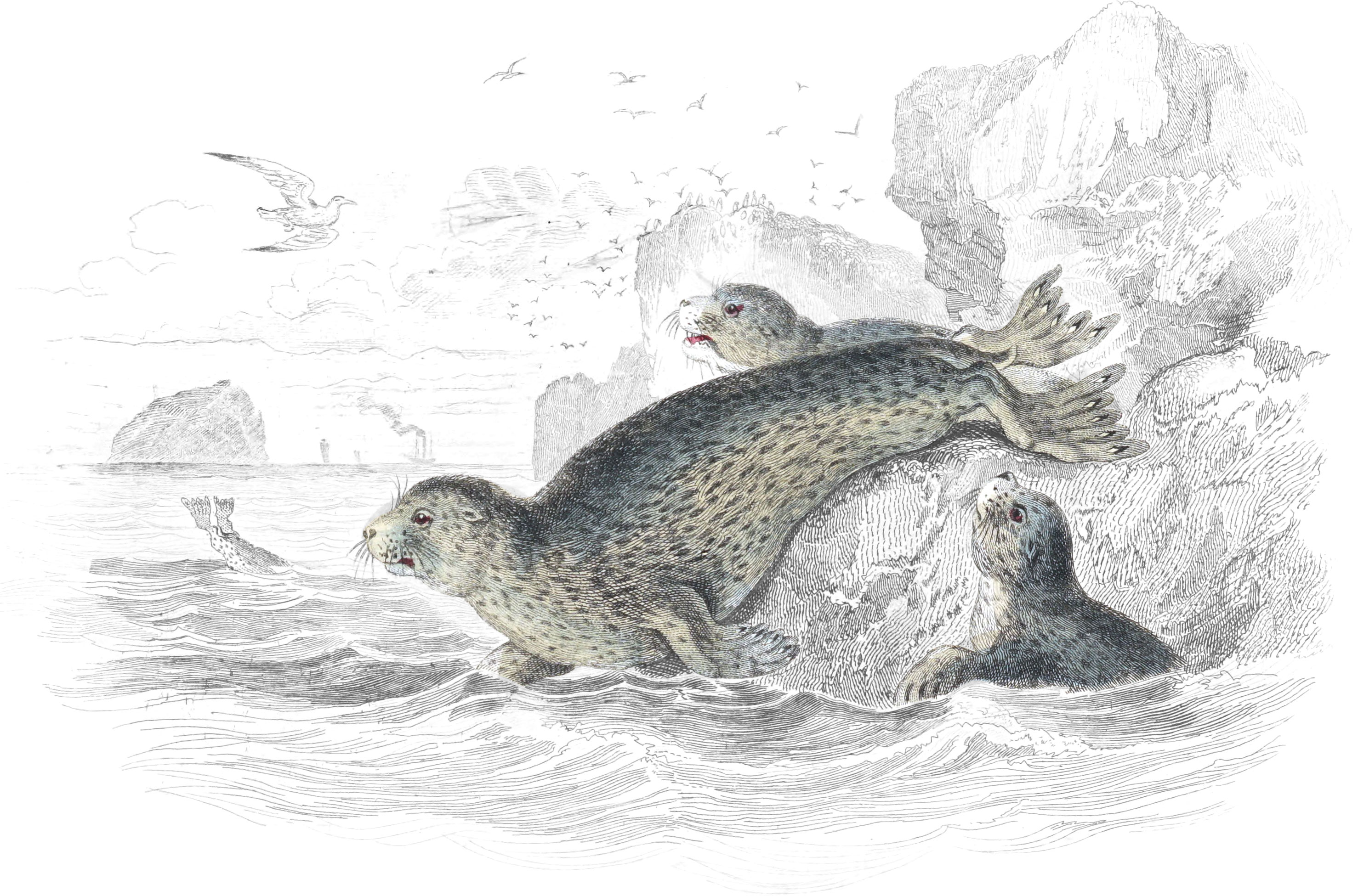 Common Seal of the Scotch Coasts