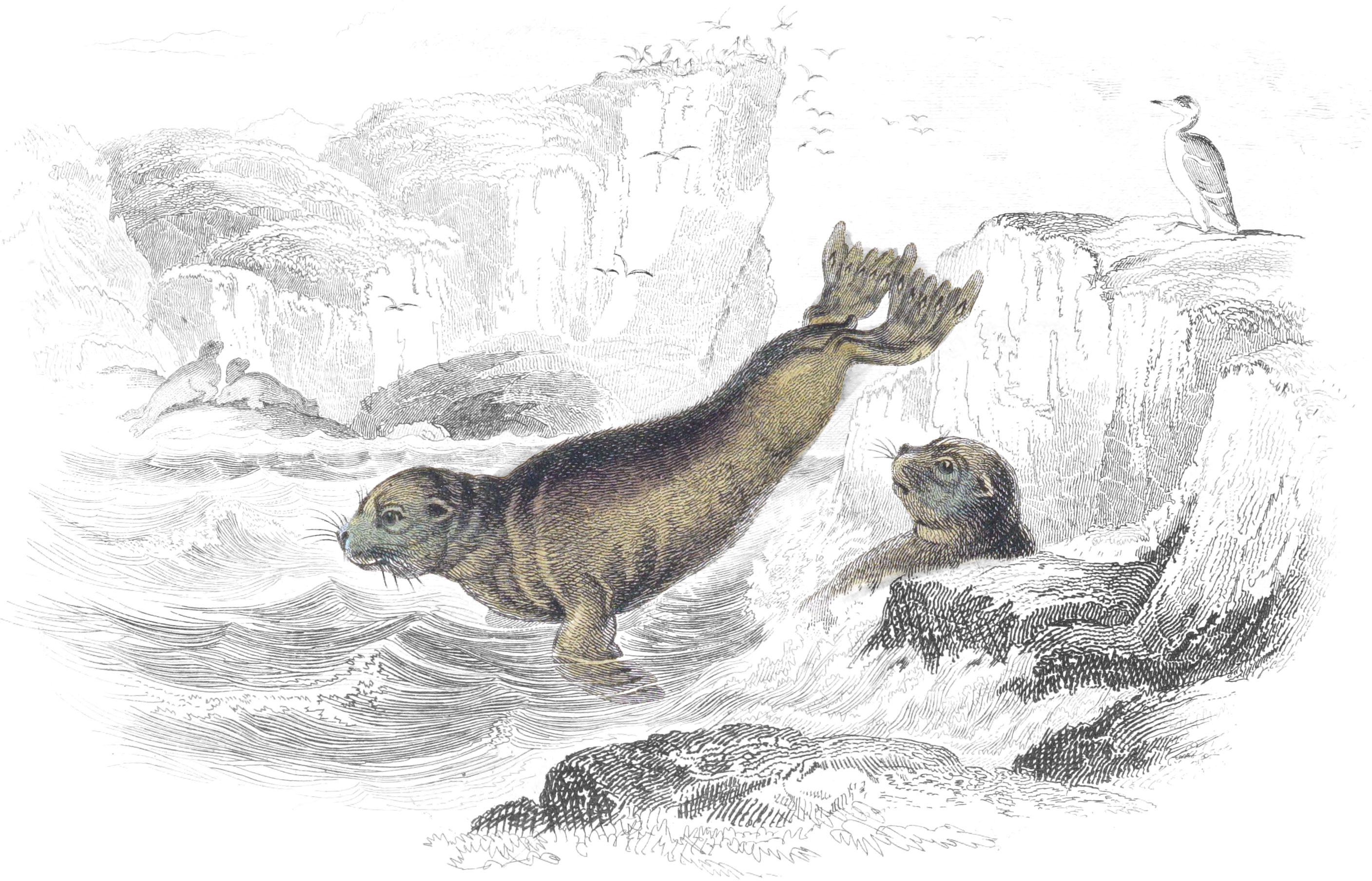 Pusilla, or Cape Otary