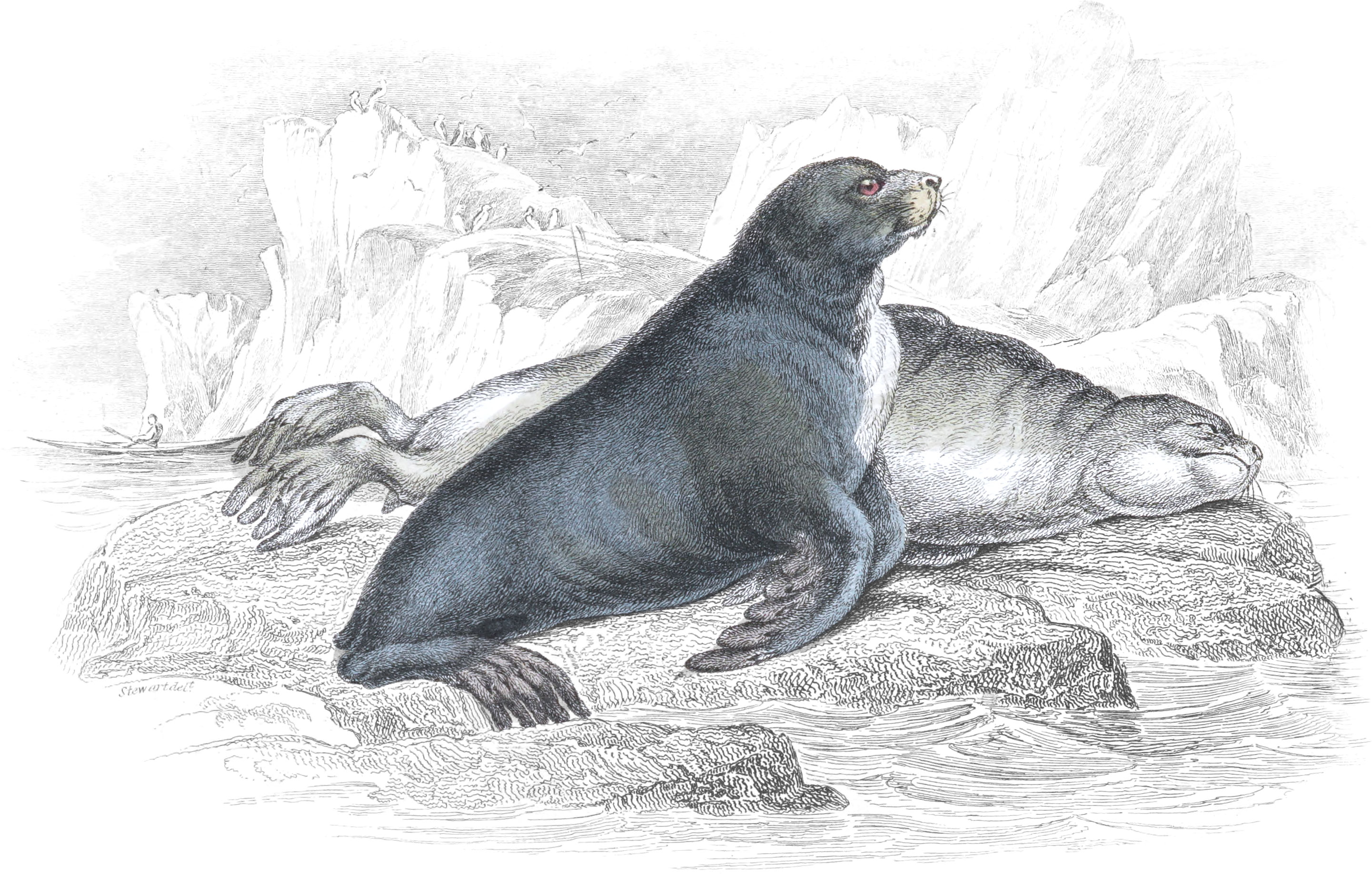 Ursine Seal, or Sea-Bar of Forster