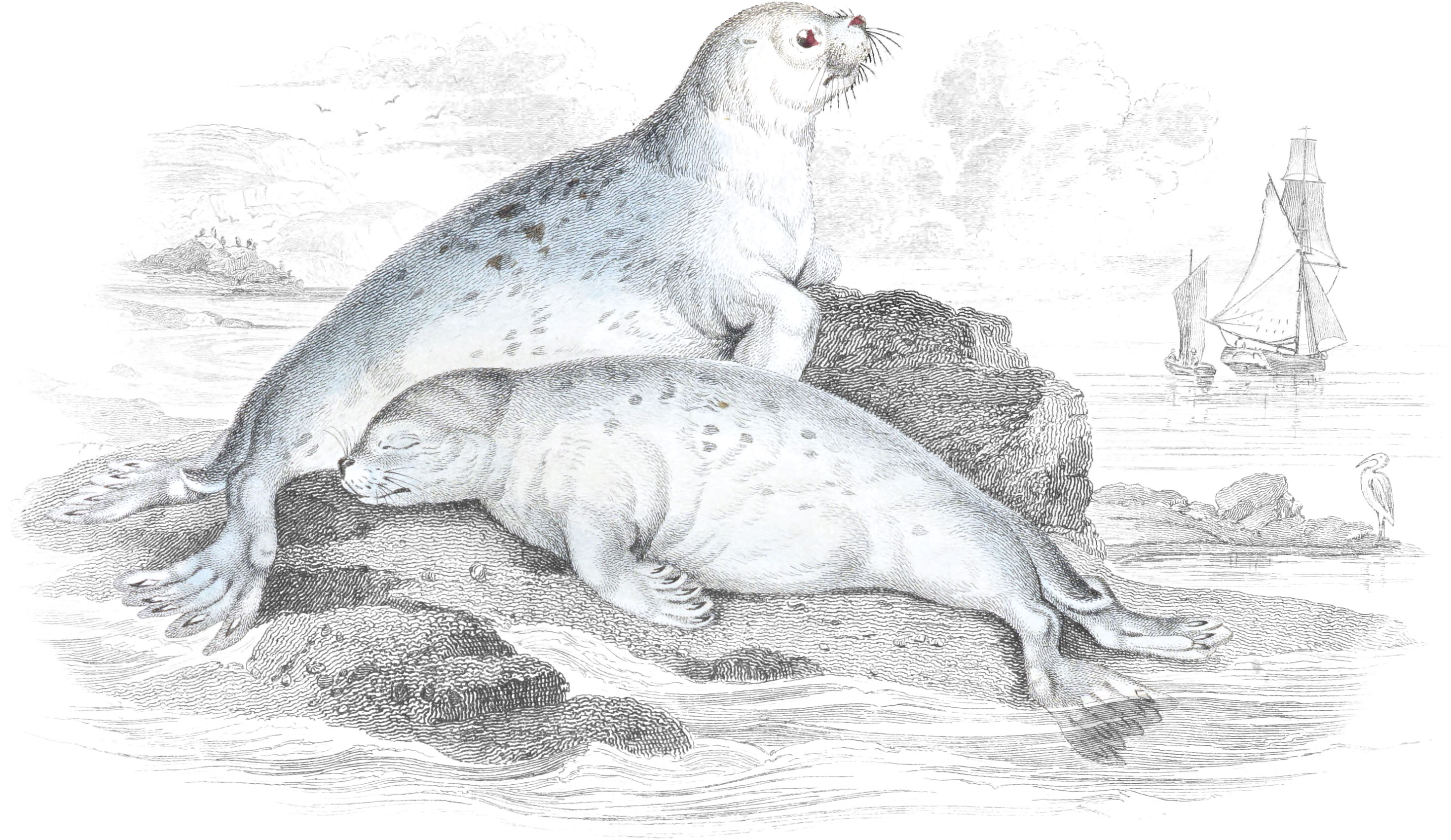Common Seal of the French Coast