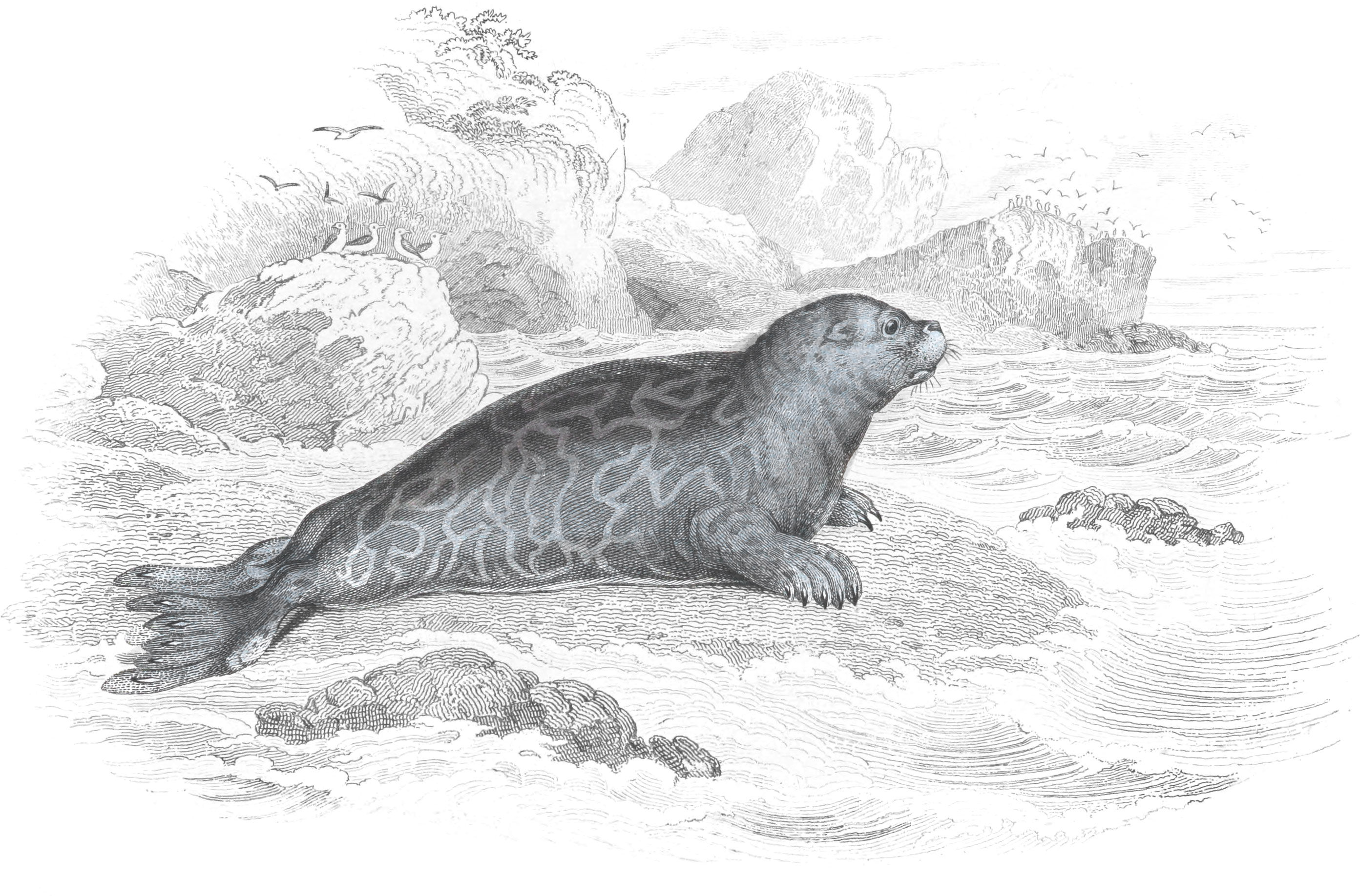 Marbled Seal