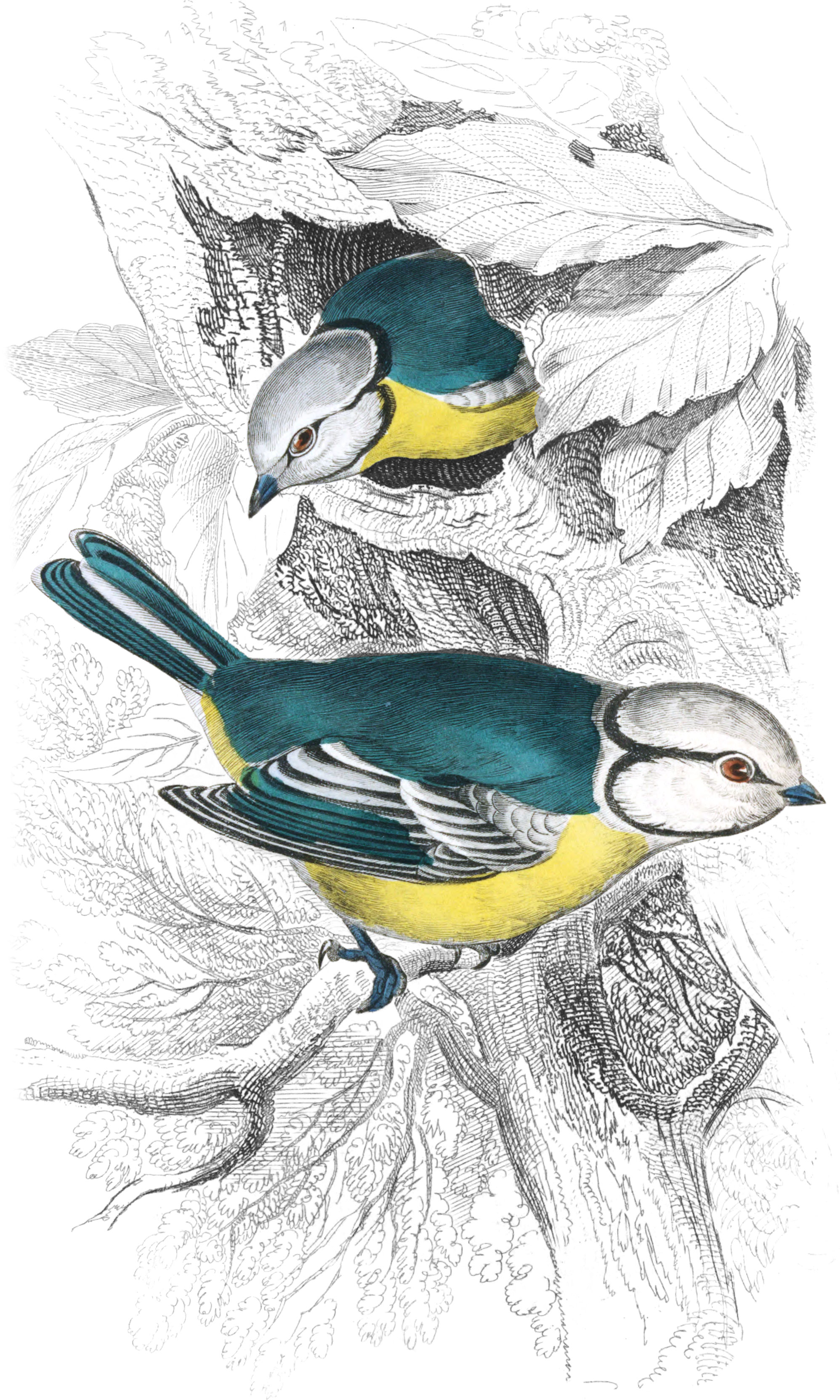 Blue Titmouse