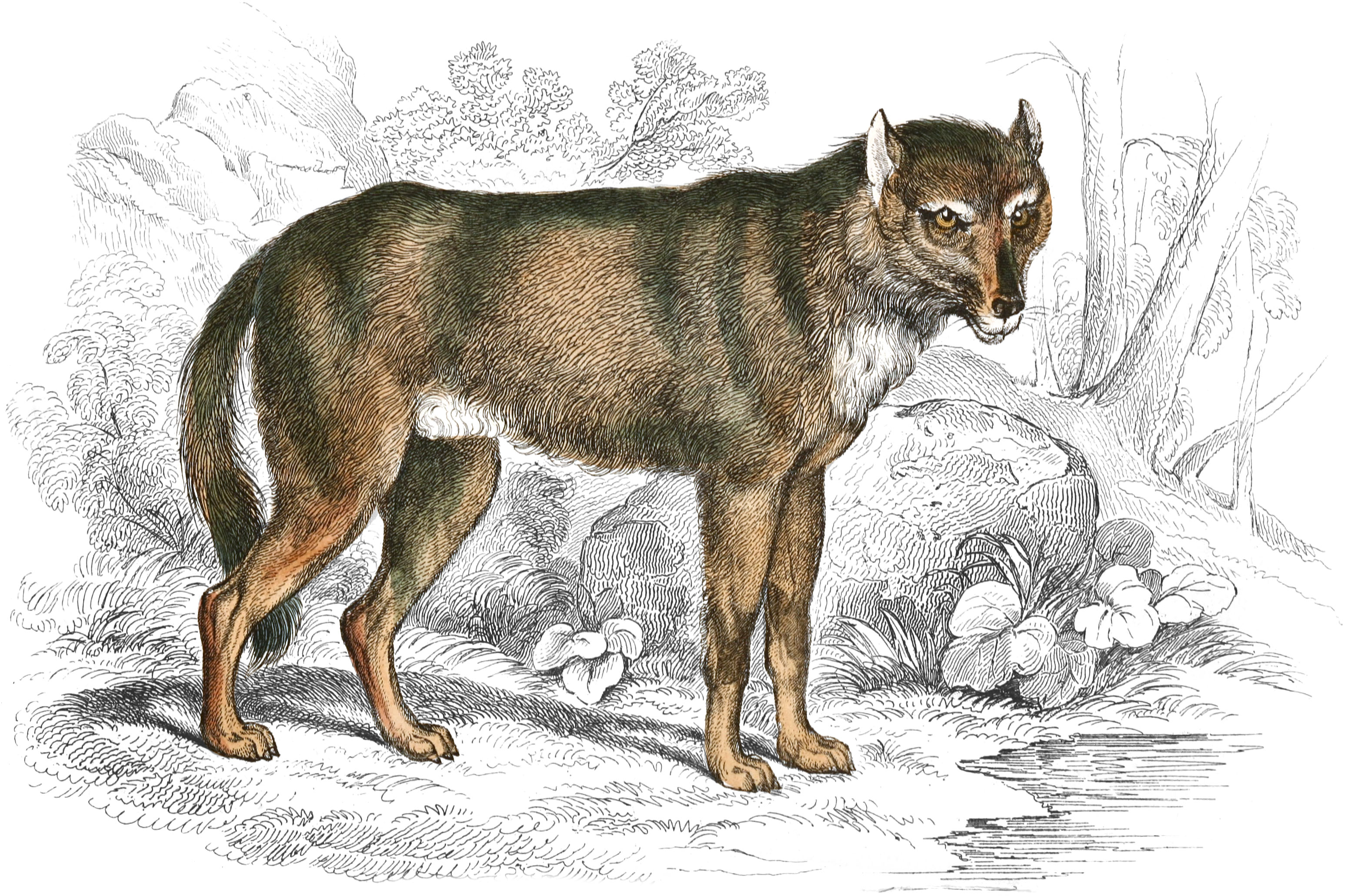Common Wolf