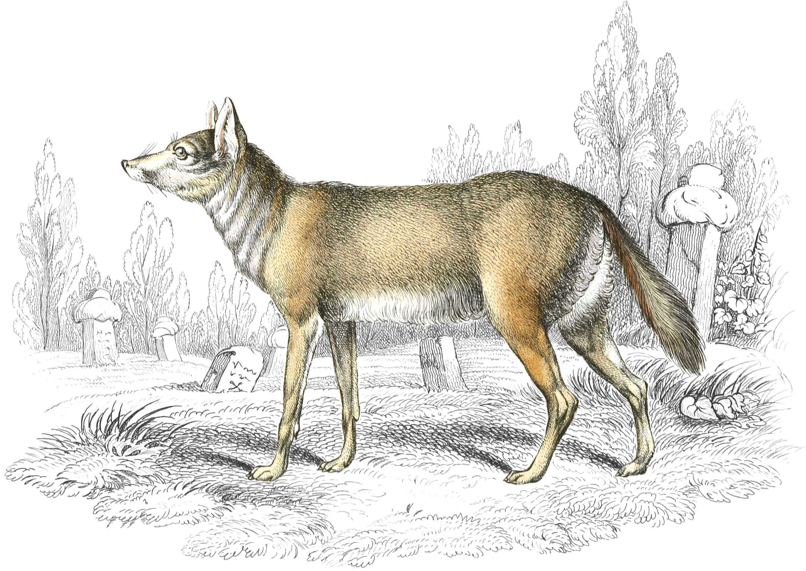 Common Jackal