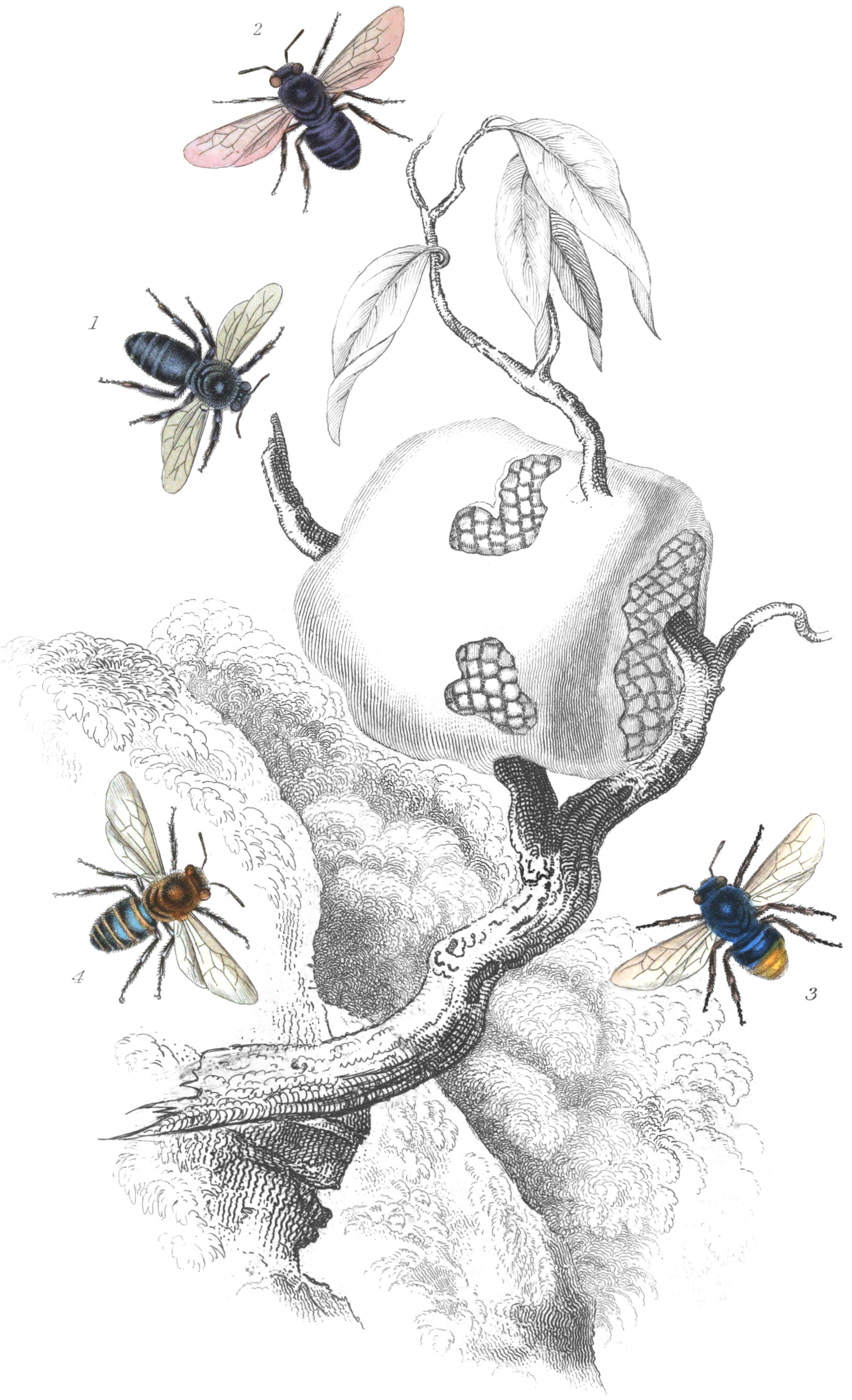 Melipona & Trigonis