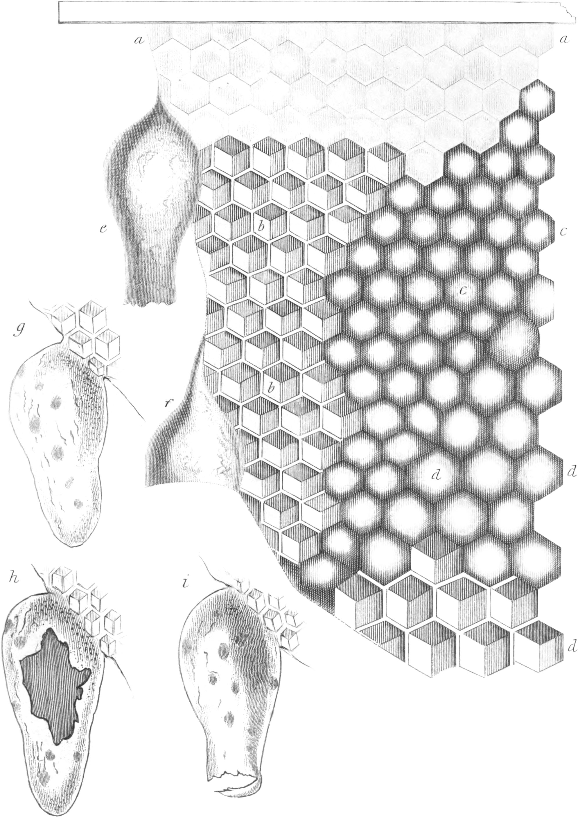 Structure of the Different Classes of Cells with the Queen or Royal Cell