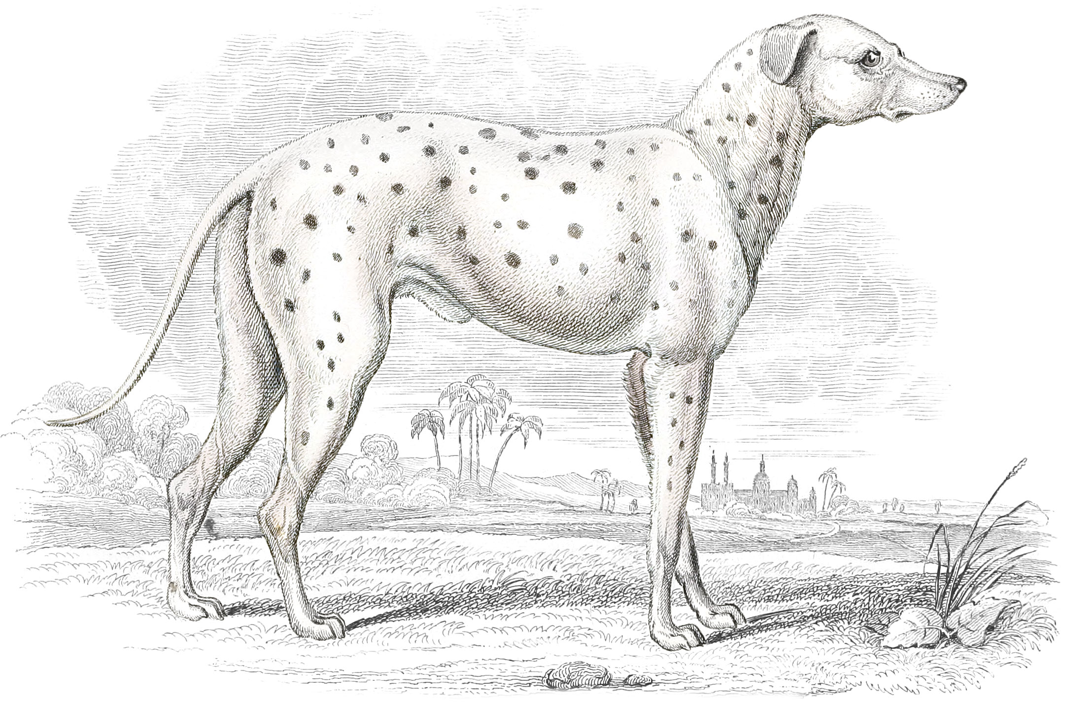 Parent of the Modern Coach-Dog