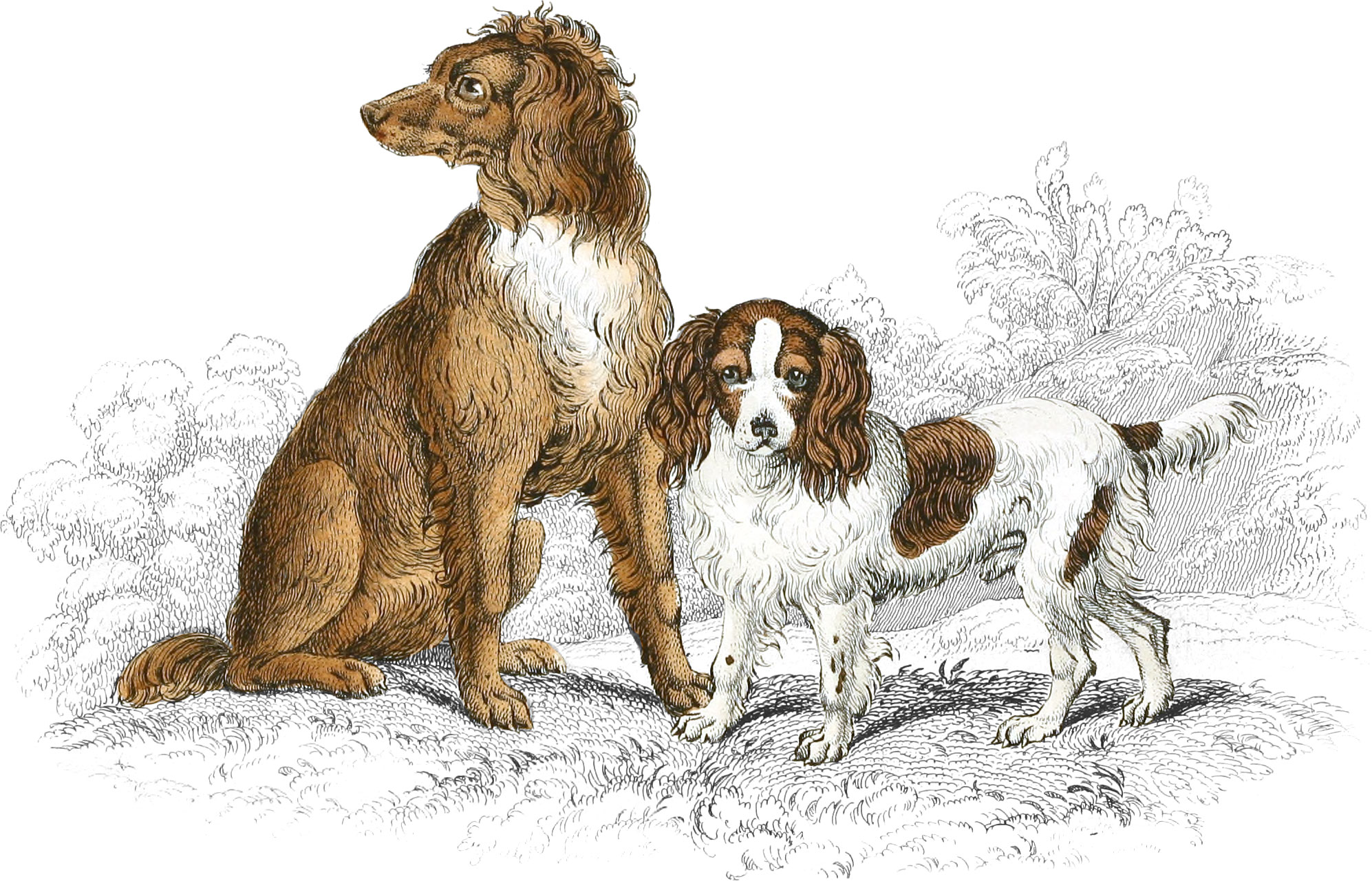 Setter & Cocker Spaniel