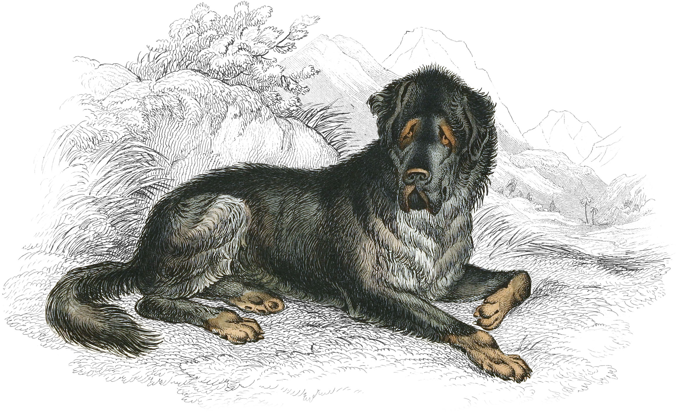 Mastiff of Tibet