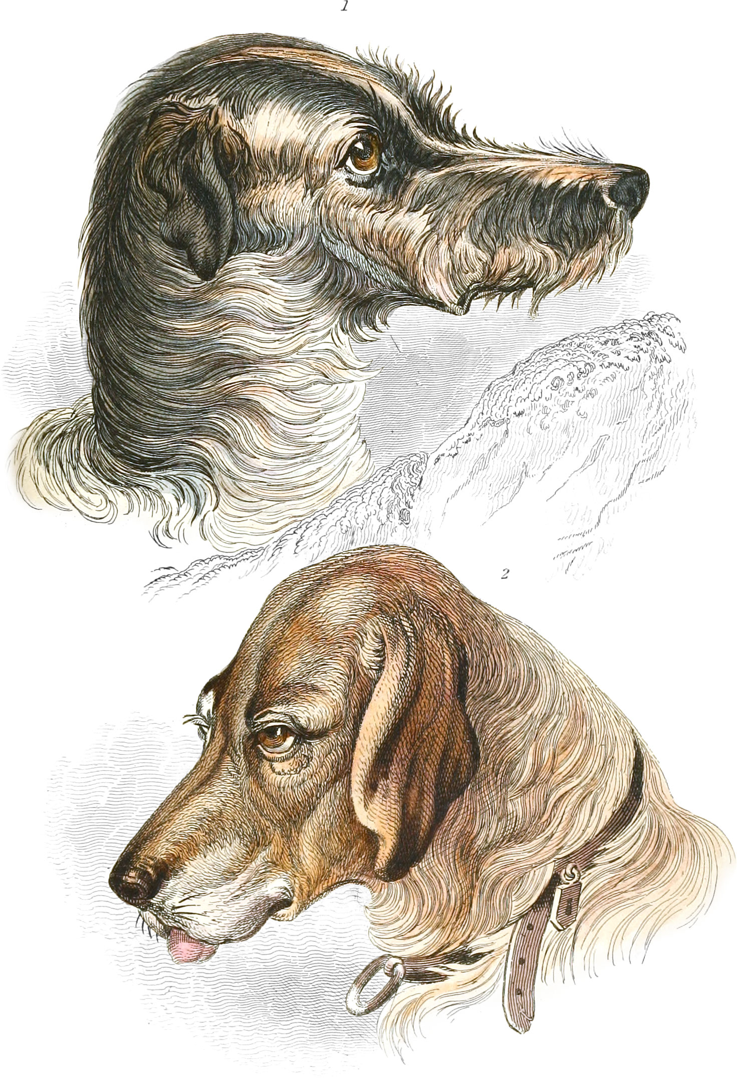 Stag-Hound & Blood-Hound