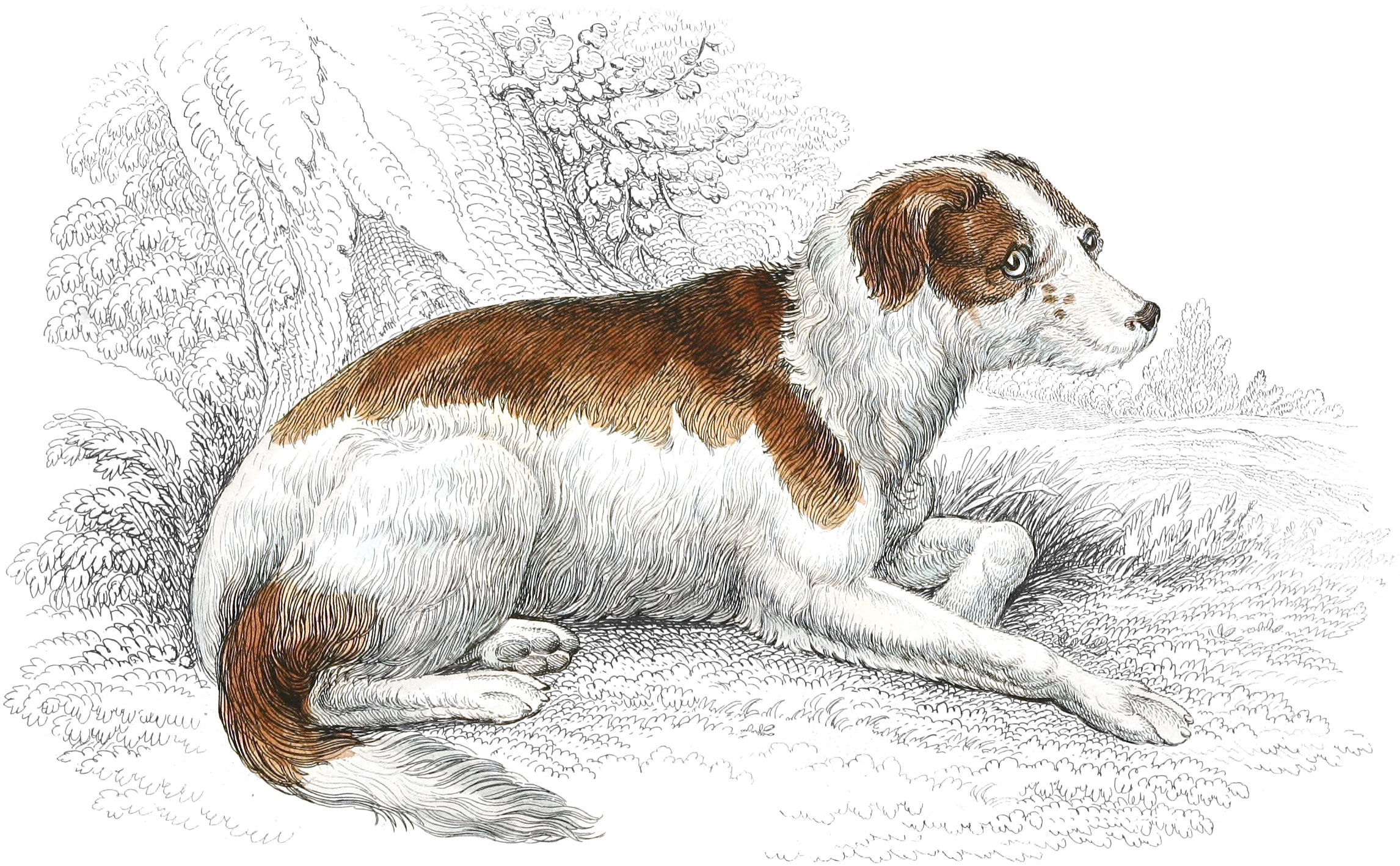 Boar-Hound of Germany