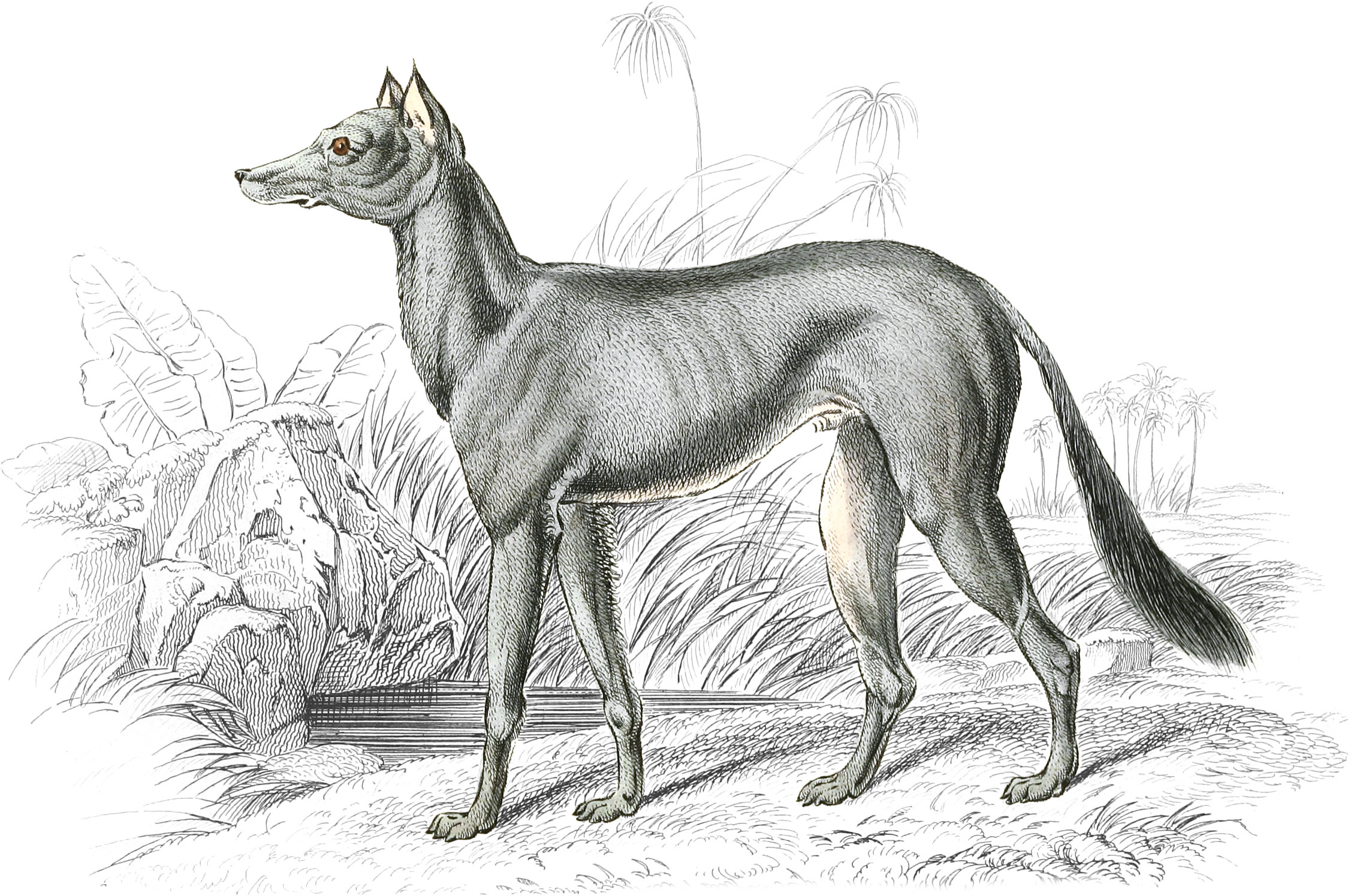 Bedouin Greyhound of Akaba