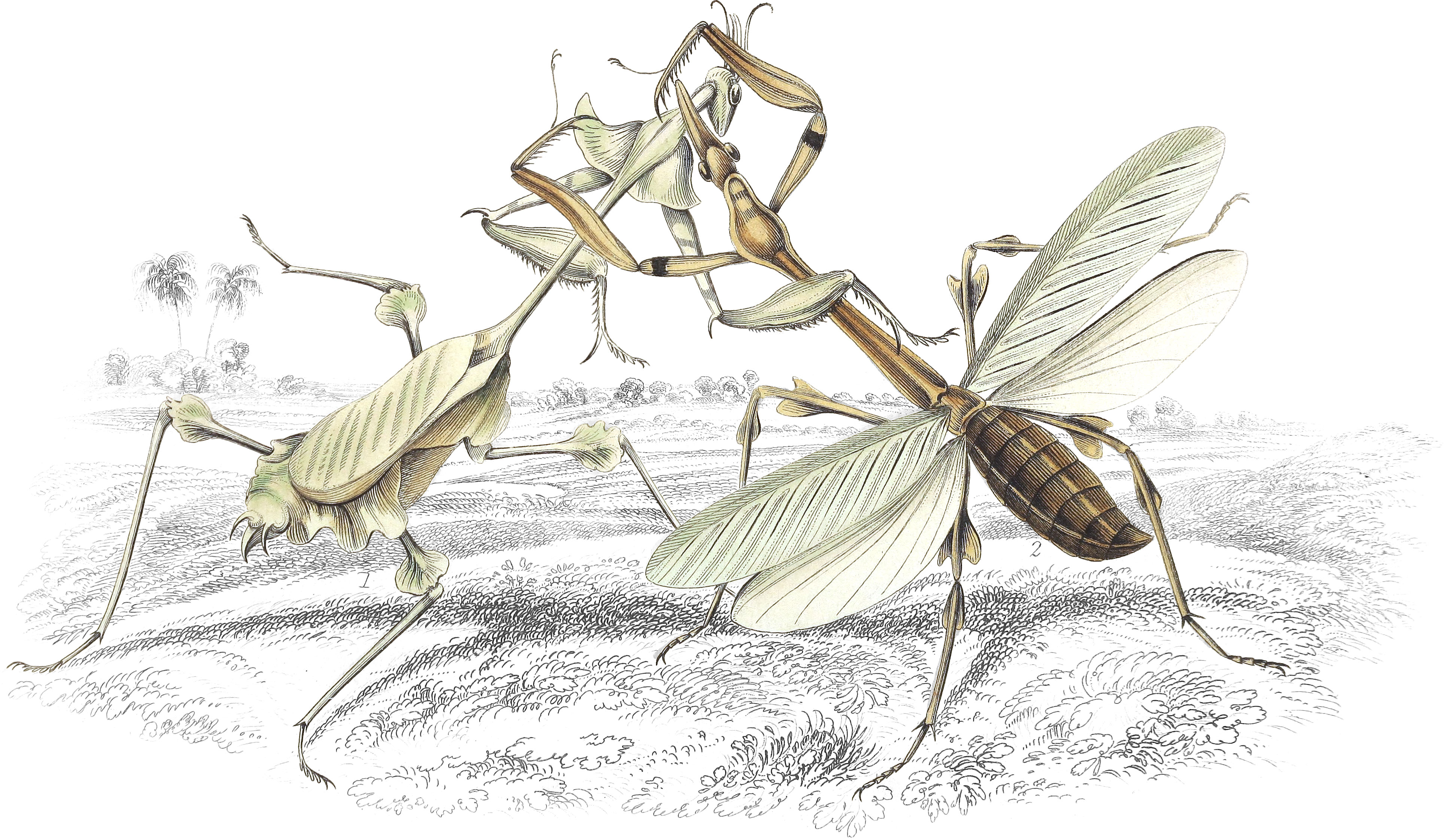 Empusa Gongylodes & E.Lobipes