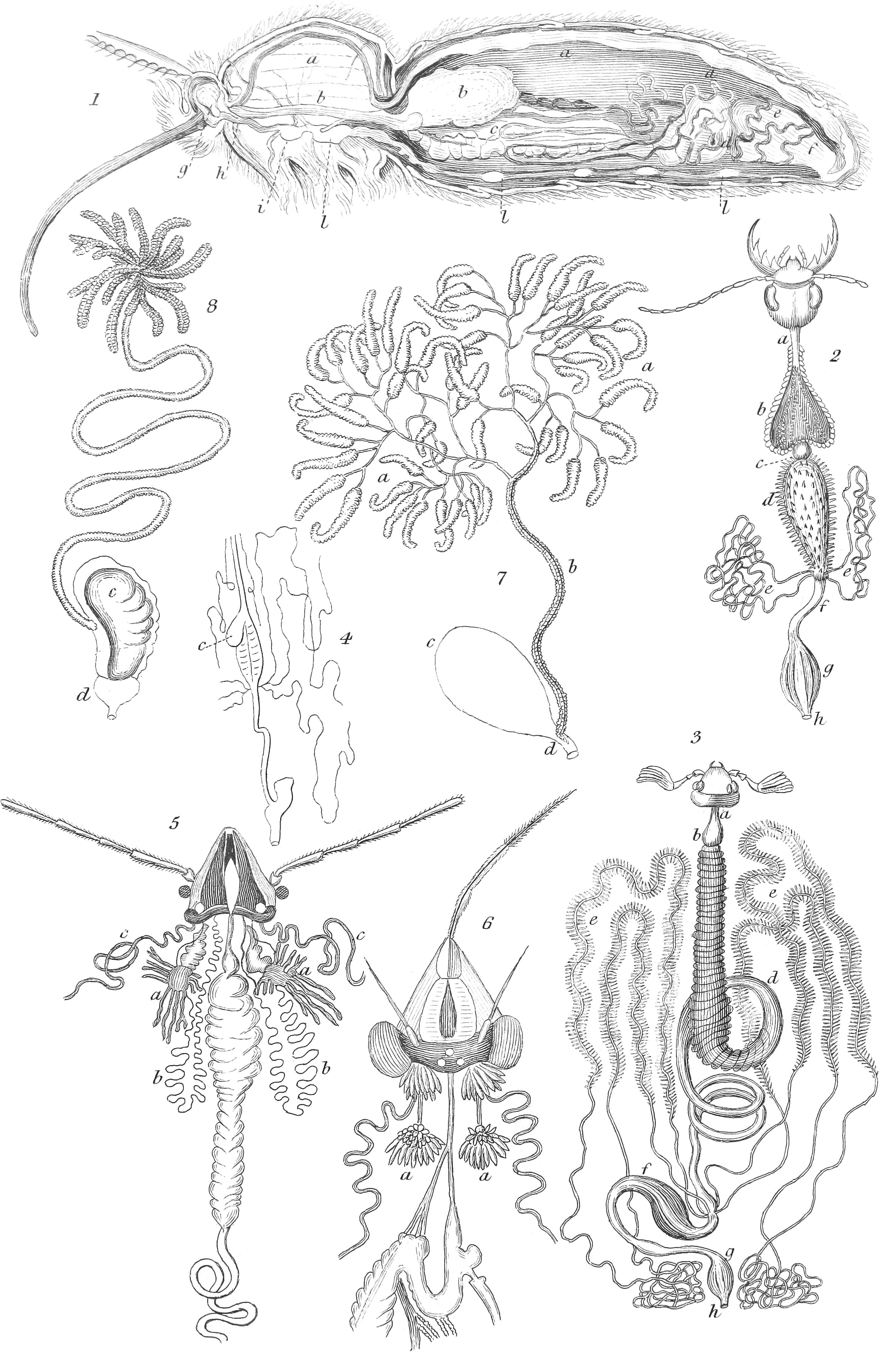 Digestive Organs of Insects