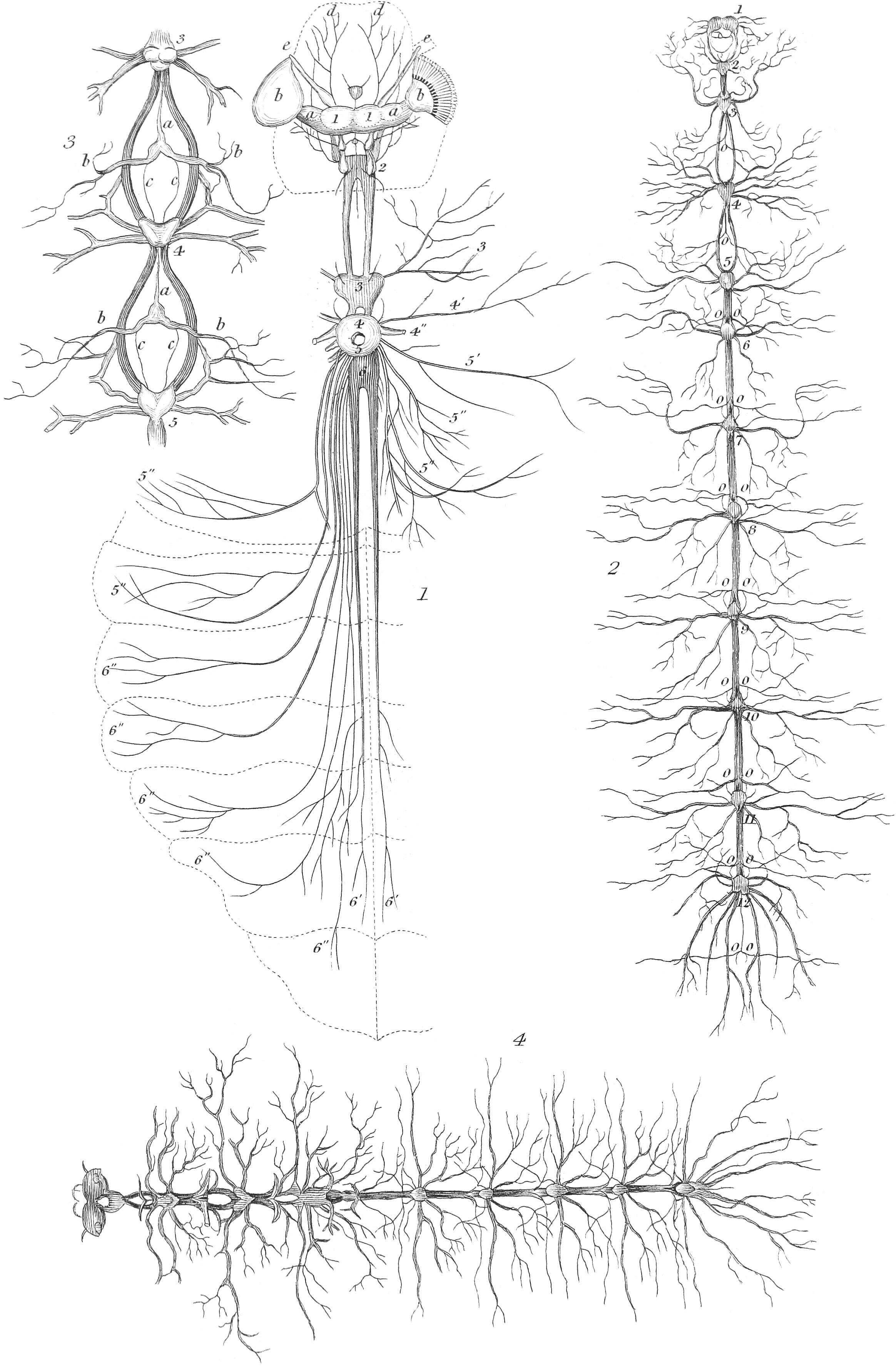 Nervous System of Insects