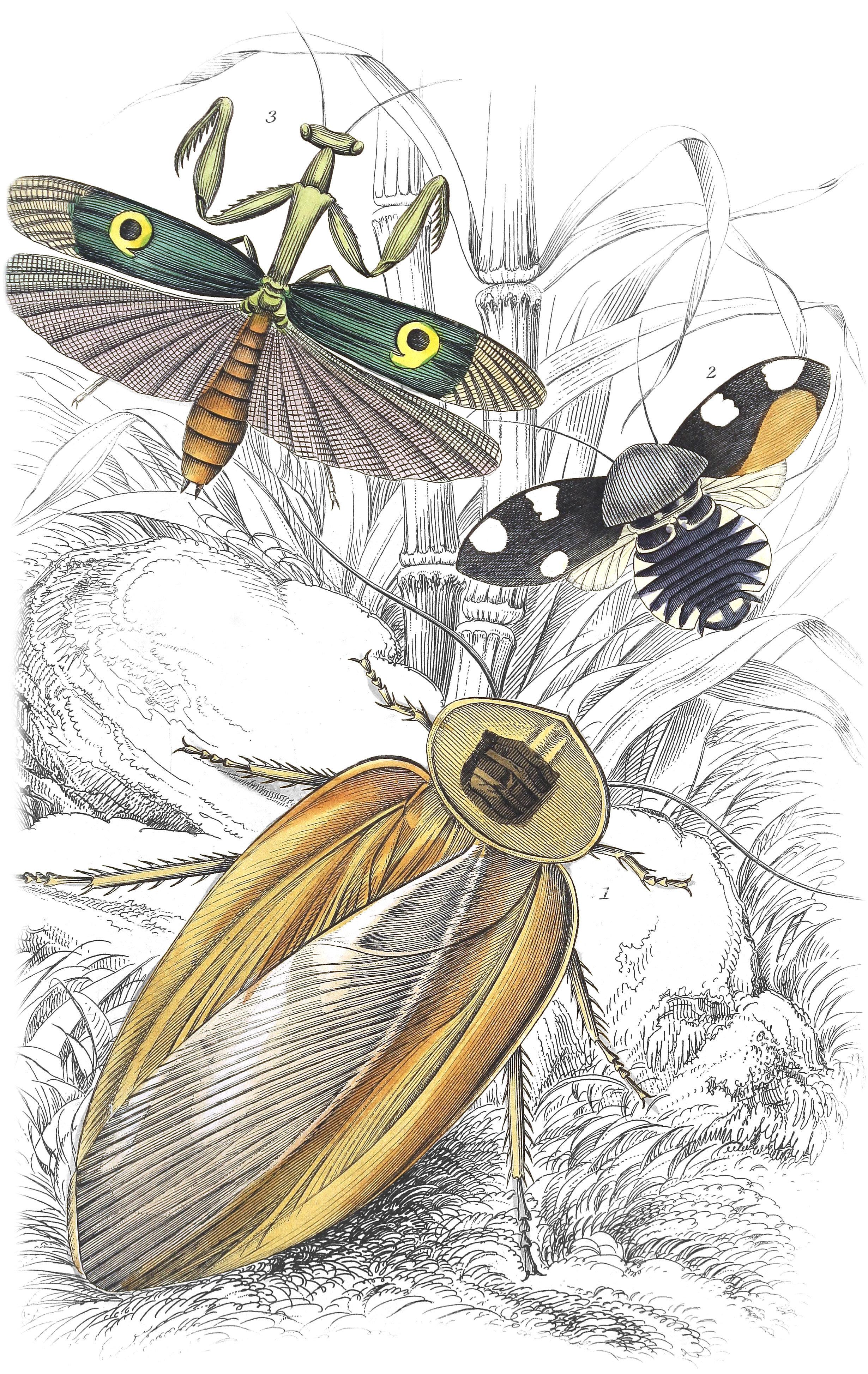 Blatta gigantea, B. Petiveriana & Harpax Ocellaria