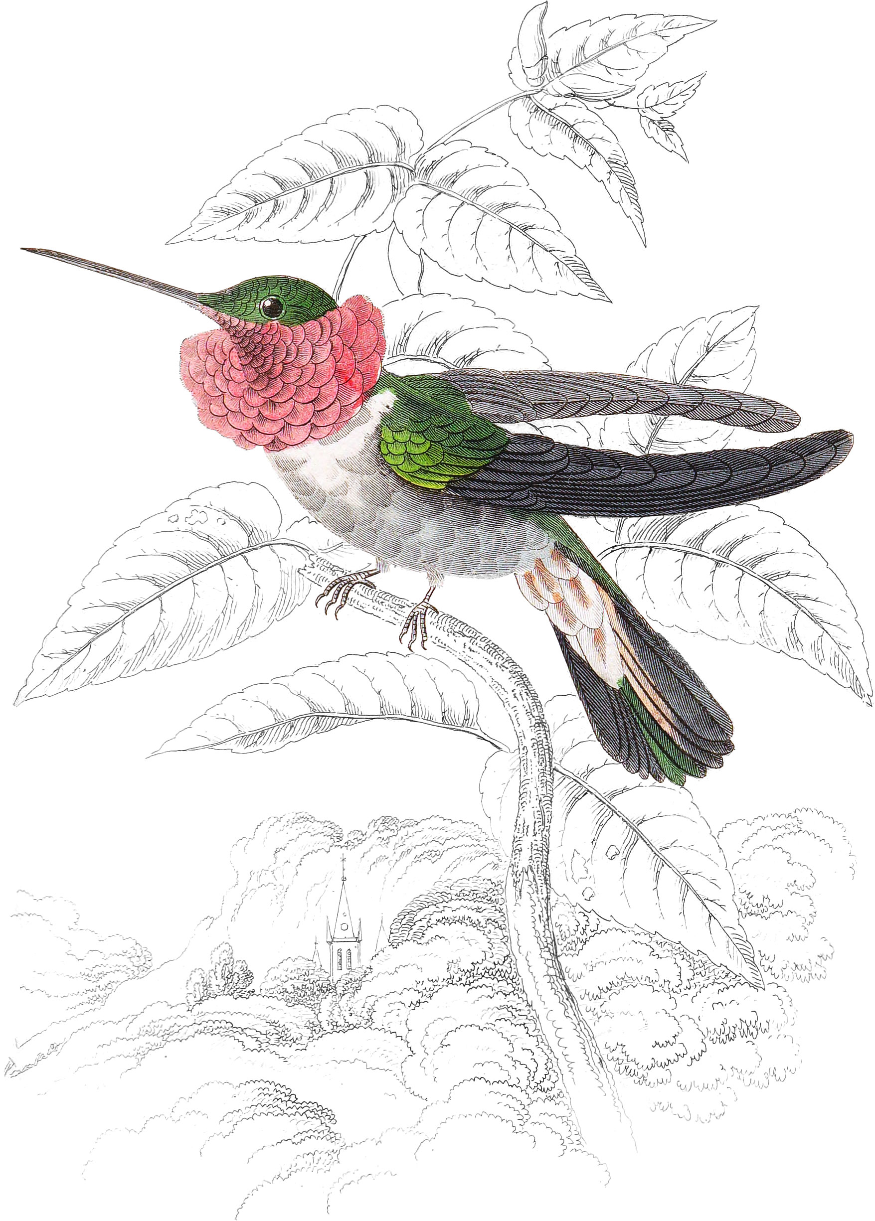 Tri-Coloured Humming-Bird