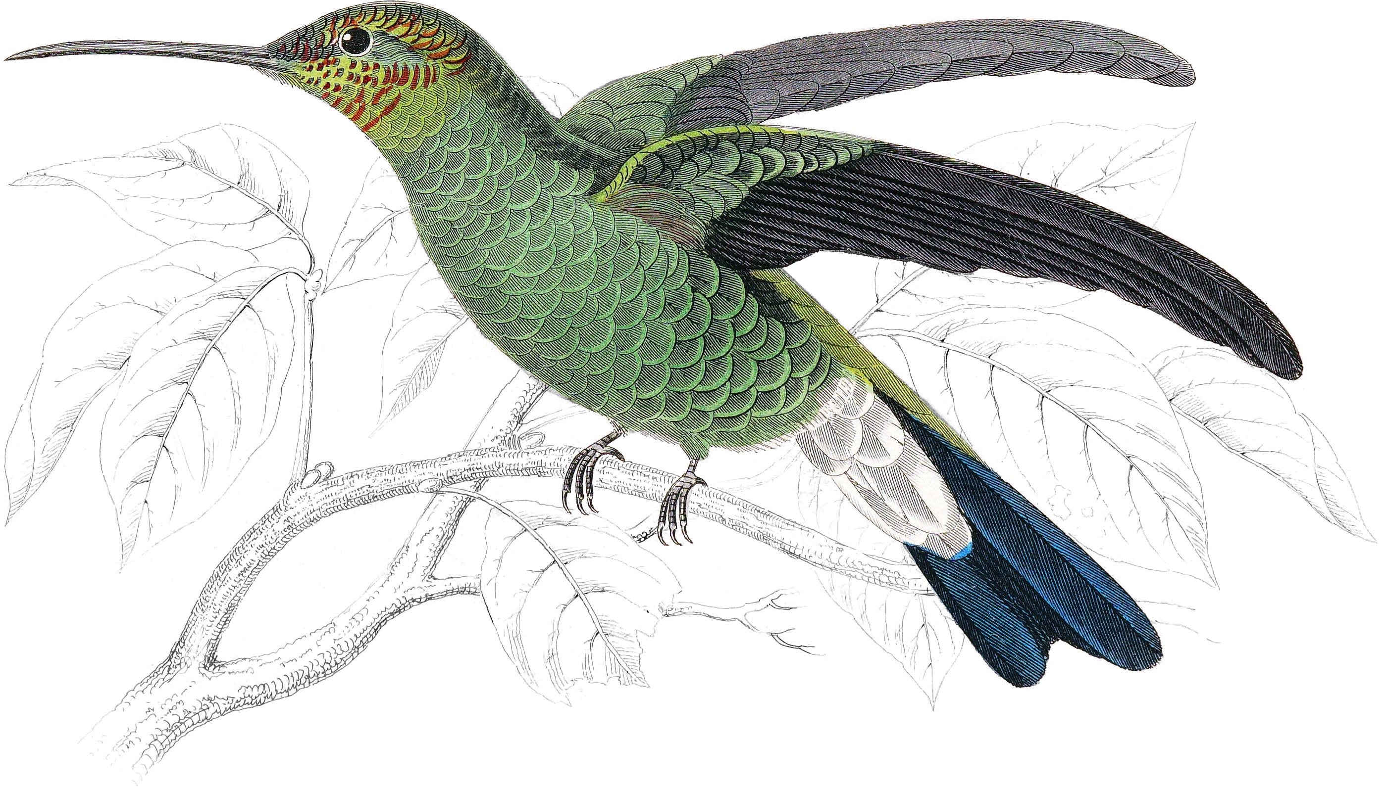 Buffon’s Humming-Bird