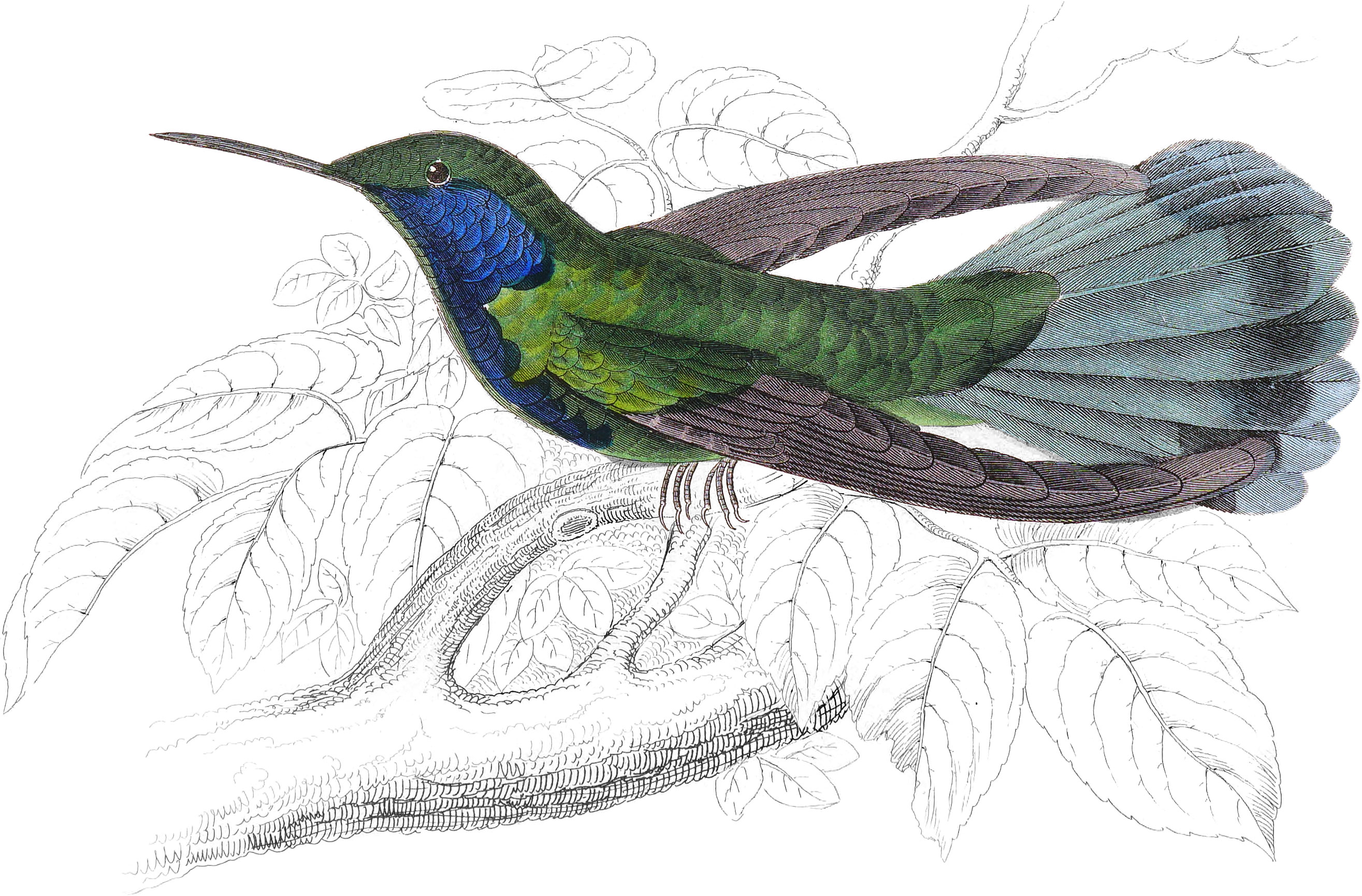Blue-Bellied Saw-Billed Humming-Bird
